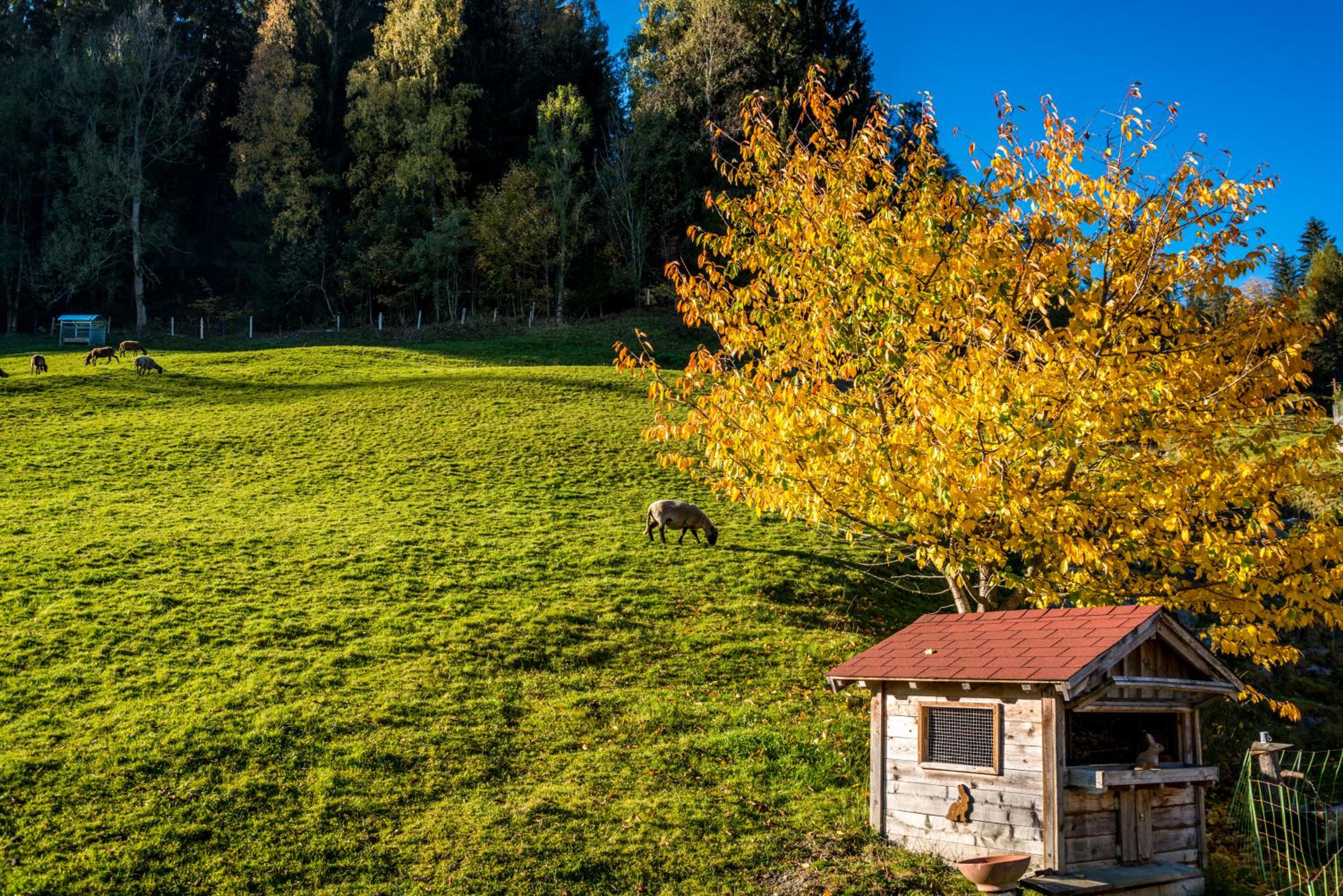 Ahornhütte