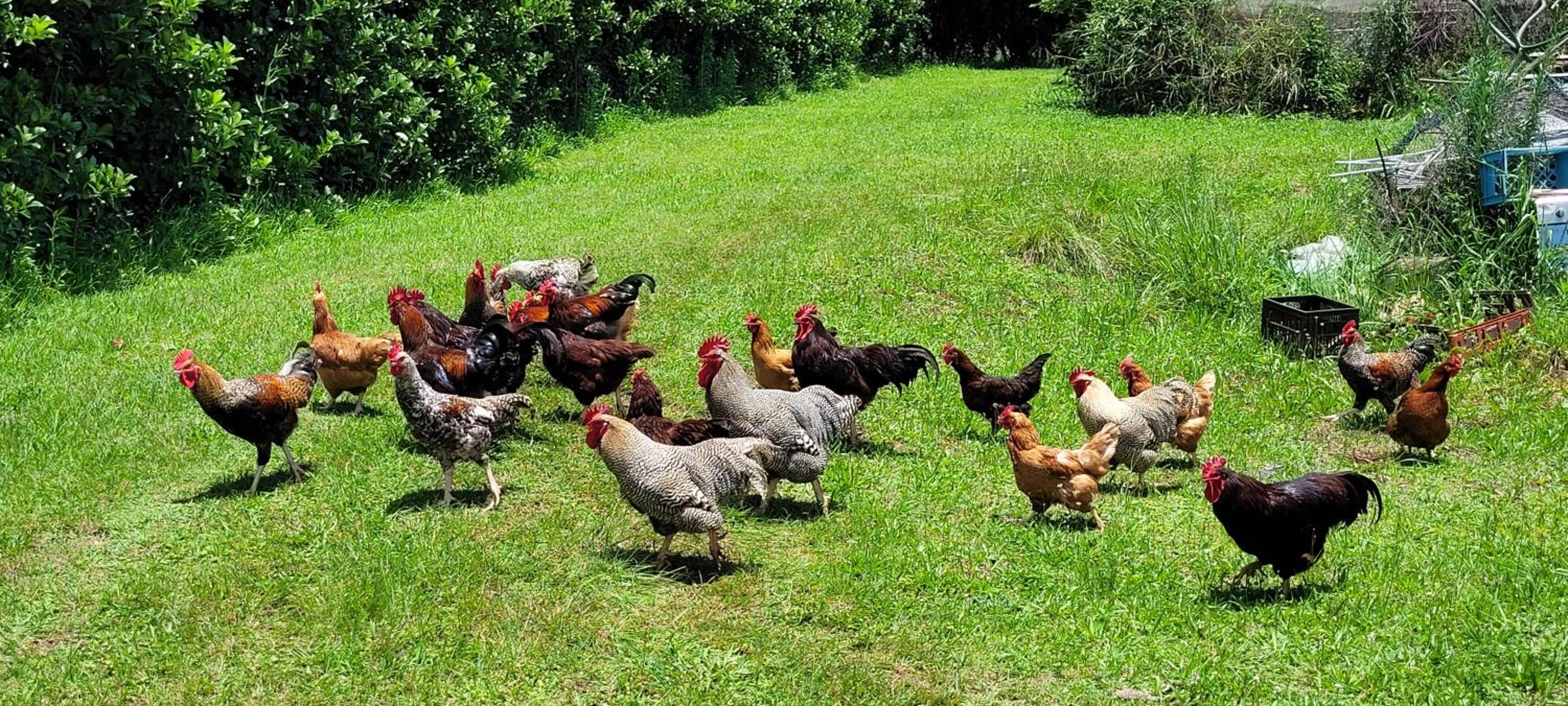 ReRooted Permaculture Farmstay