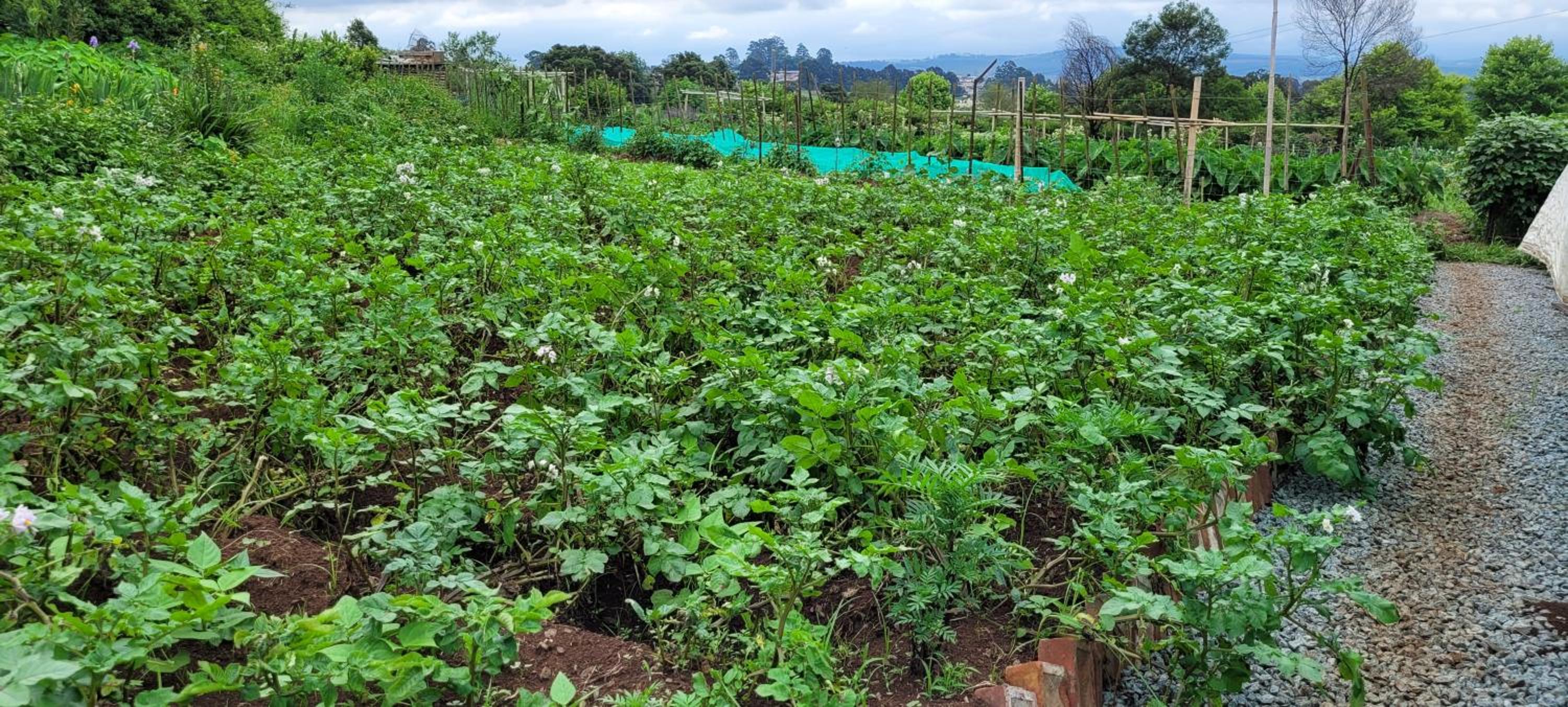 ReRooted Permaculture Farmstay