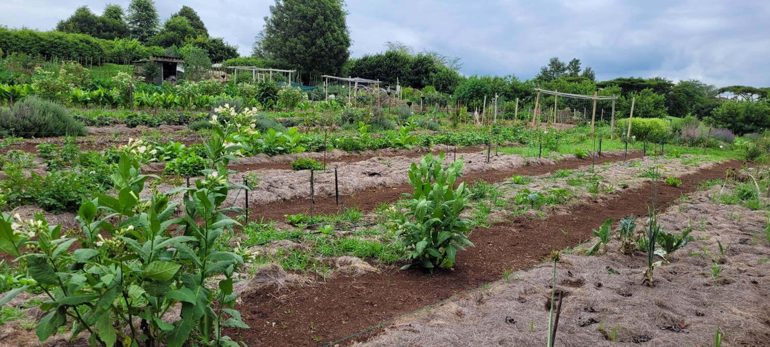 ReRooted Permaculture Farmstay