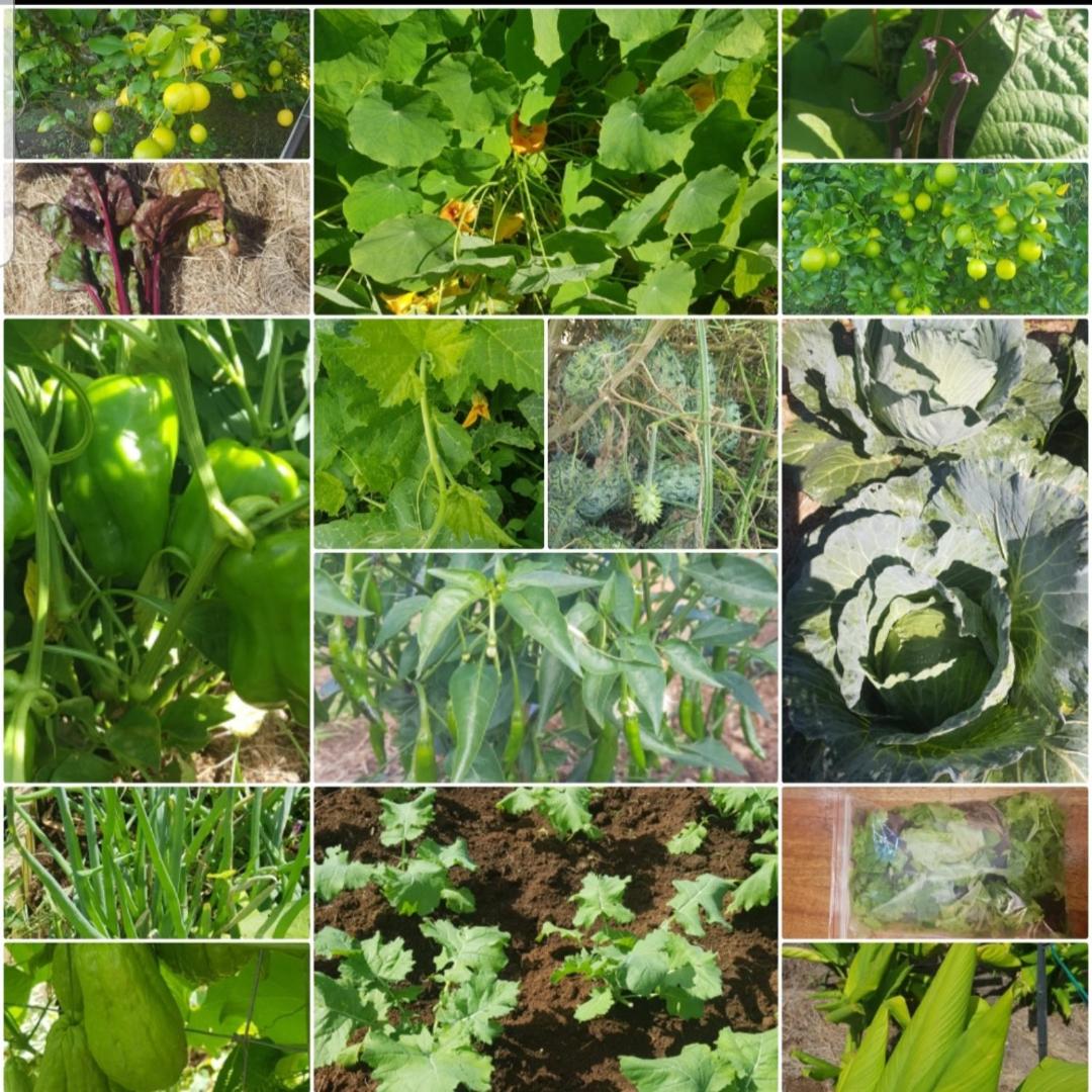 ReRooted Permaculture Farmstay