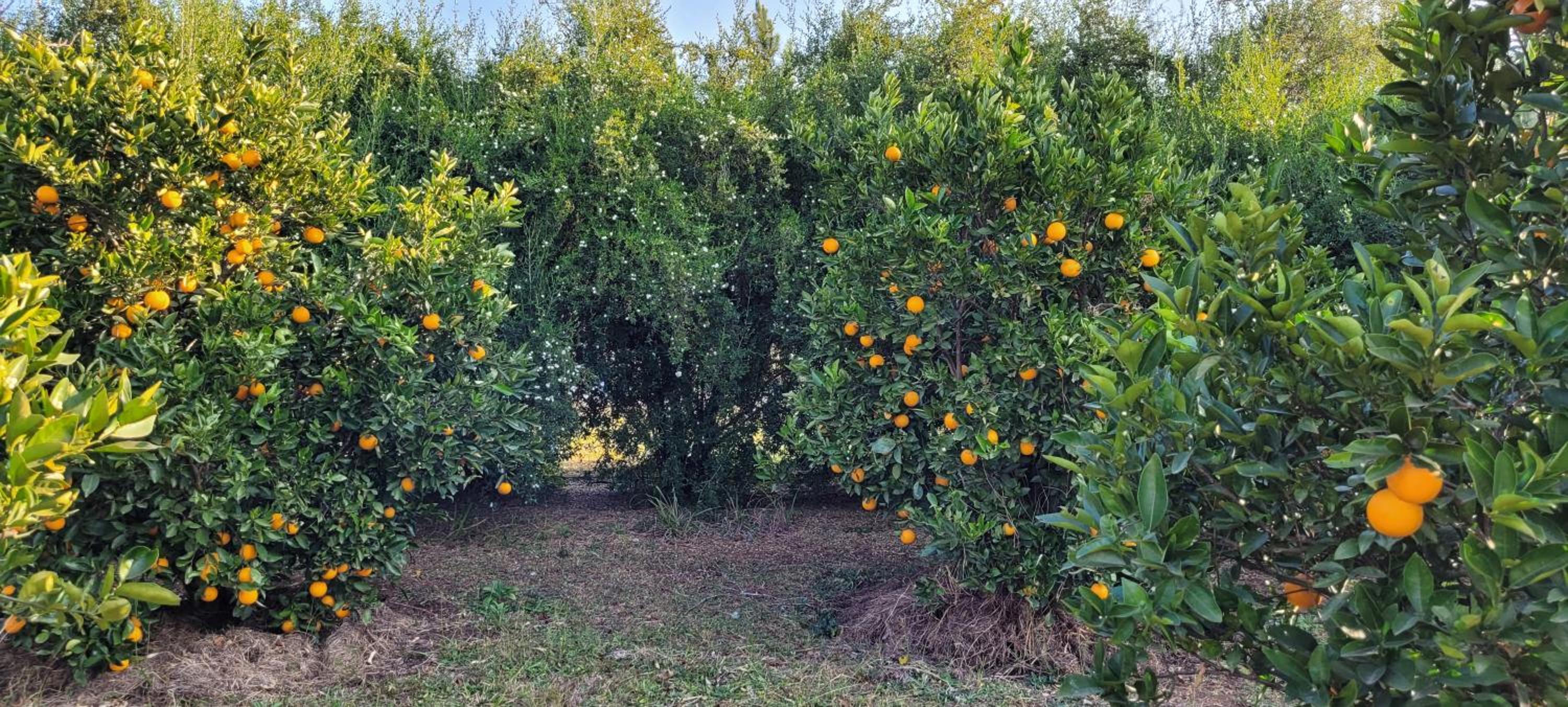 ReRooted Permaculture Farmstay