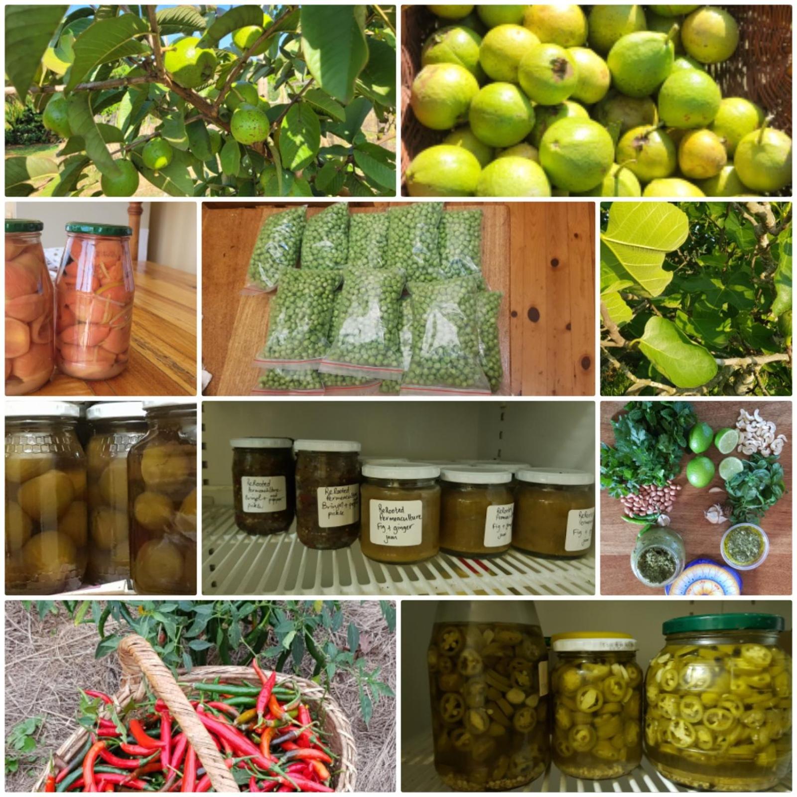 ReRooted Permaculture Farmstay