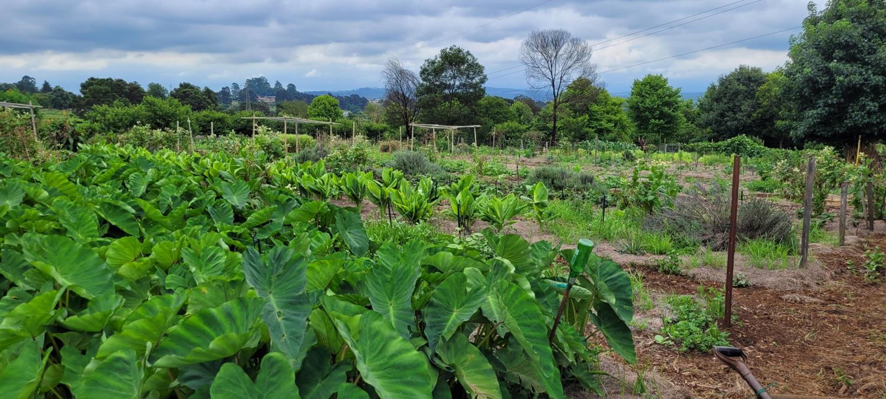 ReRooted Permaculture Farmstay