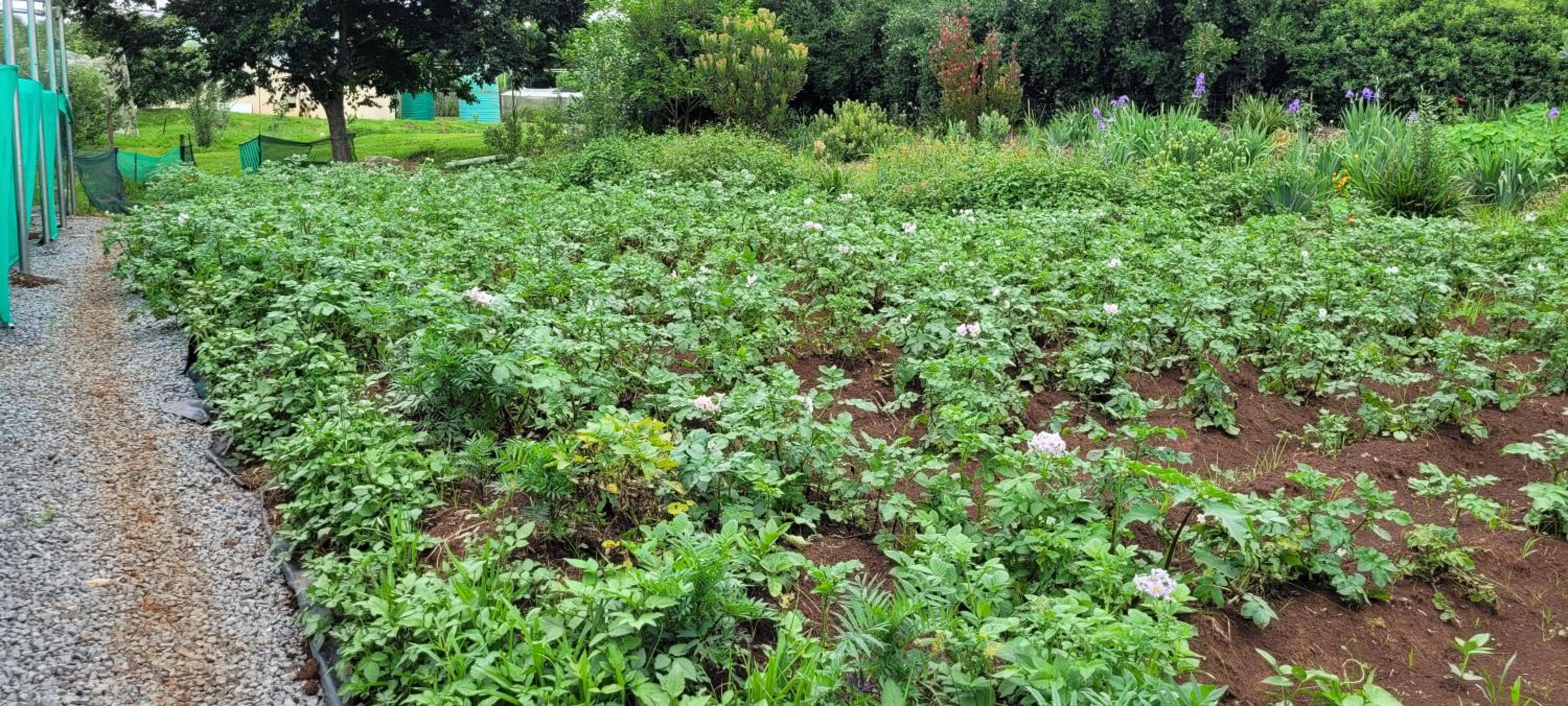 ReRooted Permaculture Farmstay