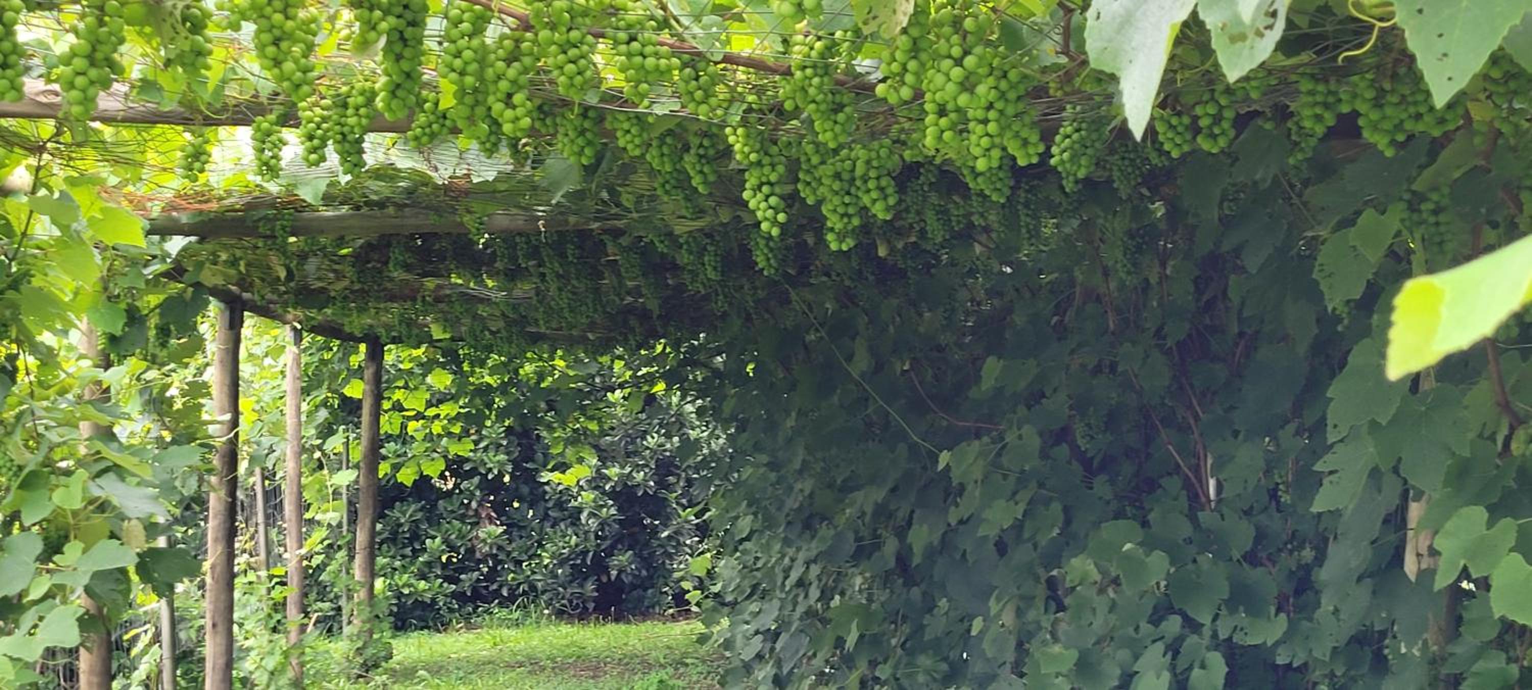 ReRooted Permaculture Farmstay