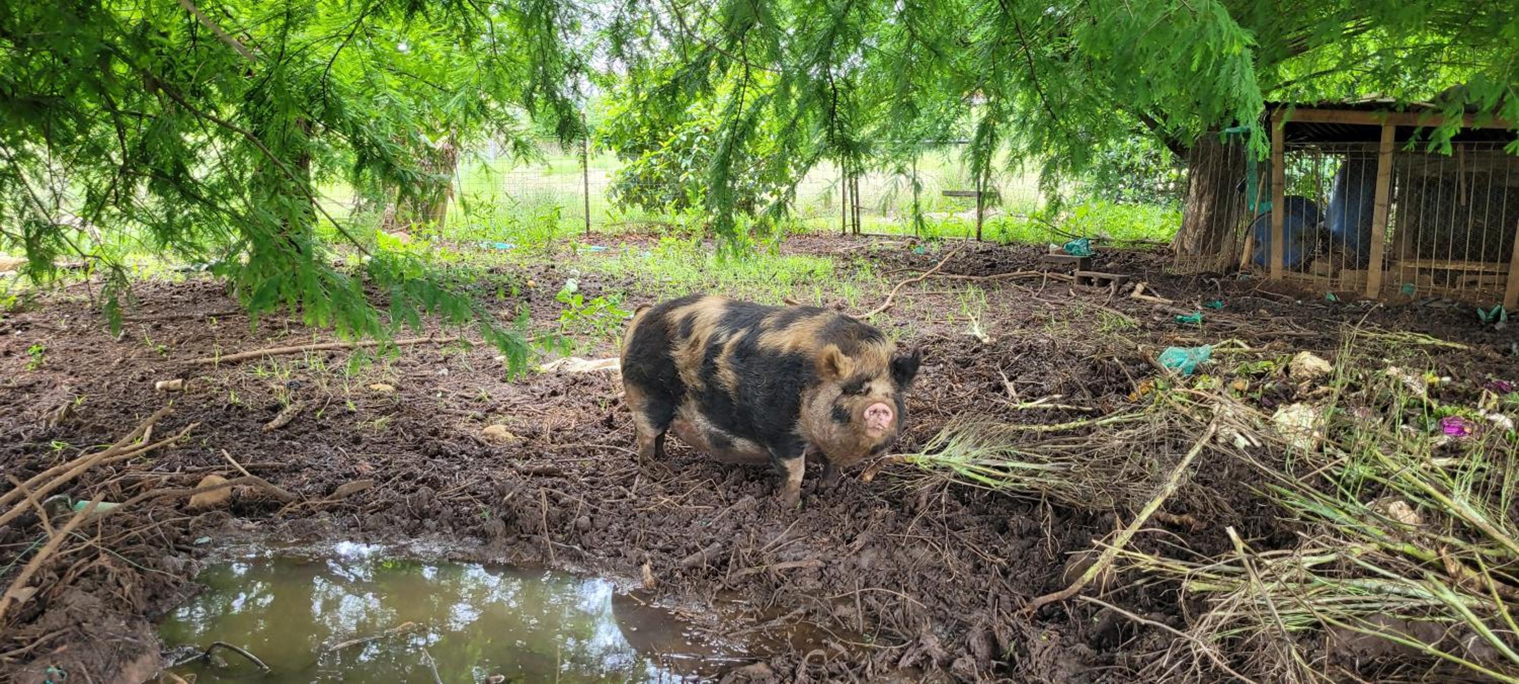 ReRooted Permaculture Farmstay