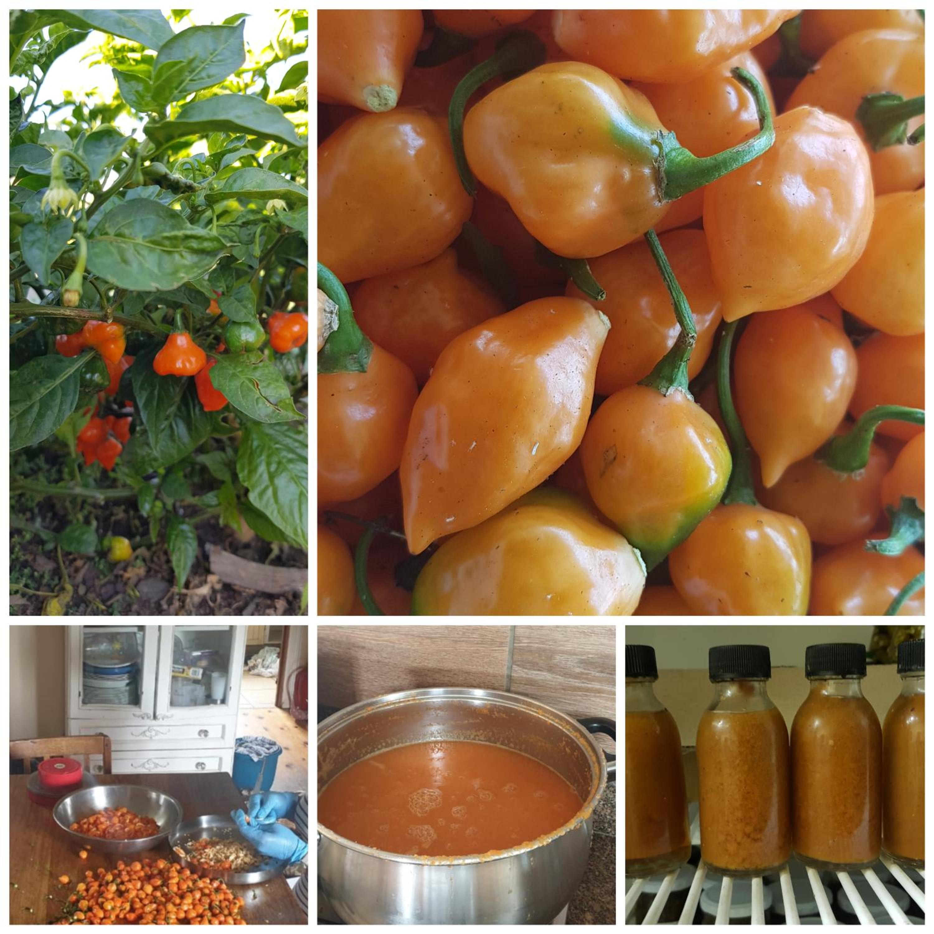 ReRooted Permaculture Farmstay