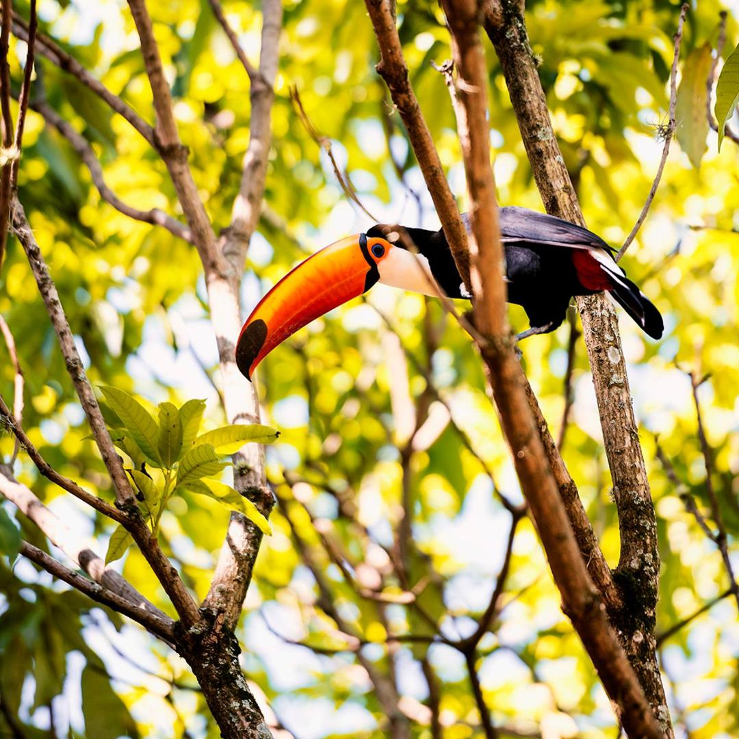 Fazenda Capoava