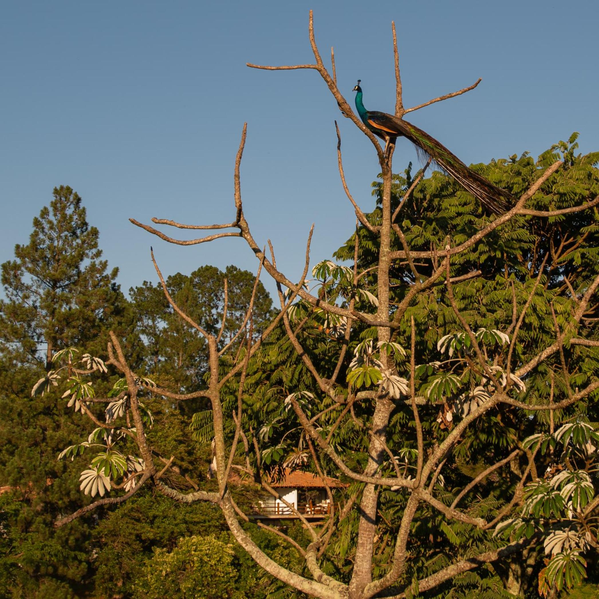 Fazenda Capoava