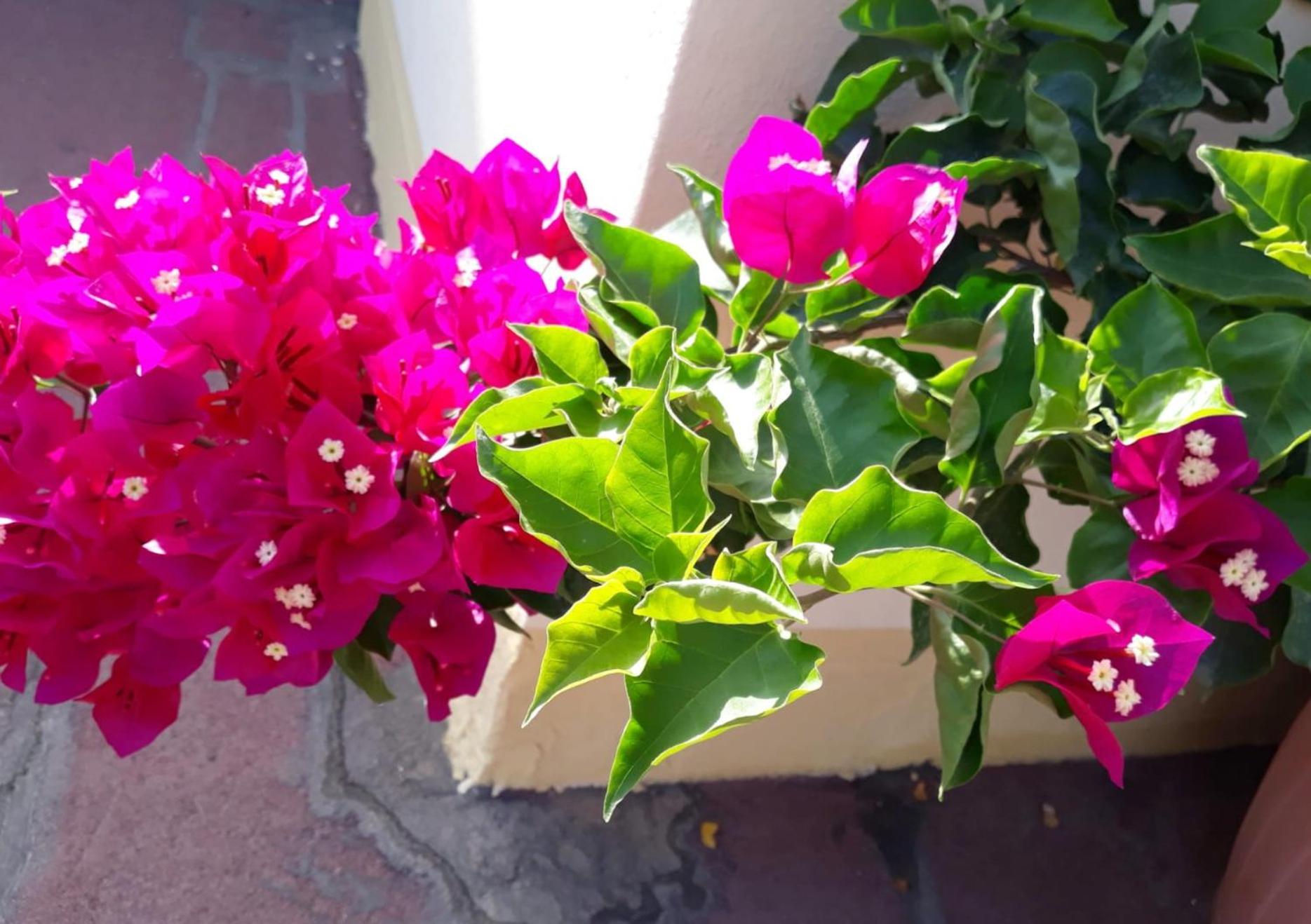 Casa Lupino view 2