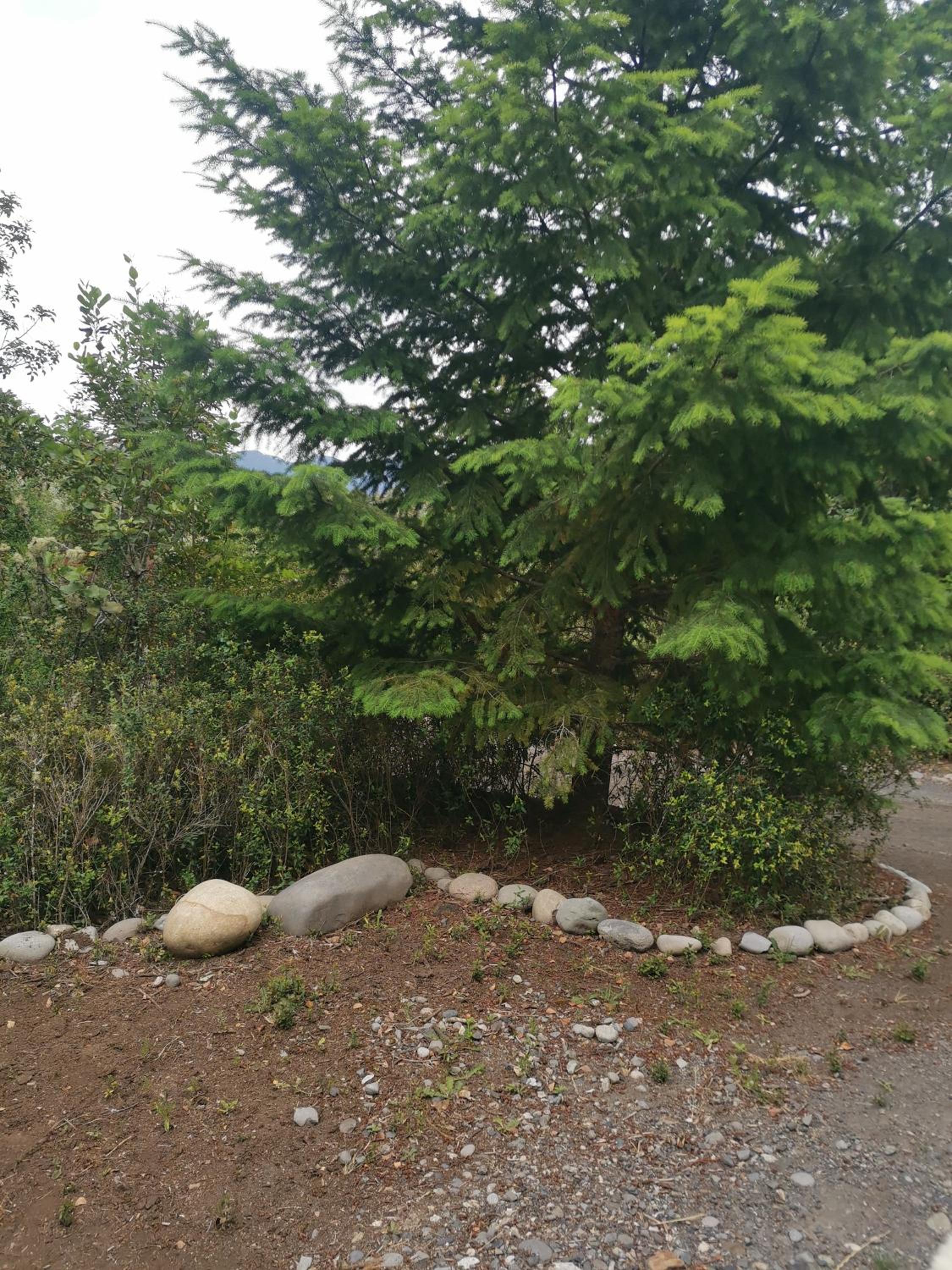 Lagos y Bosques
