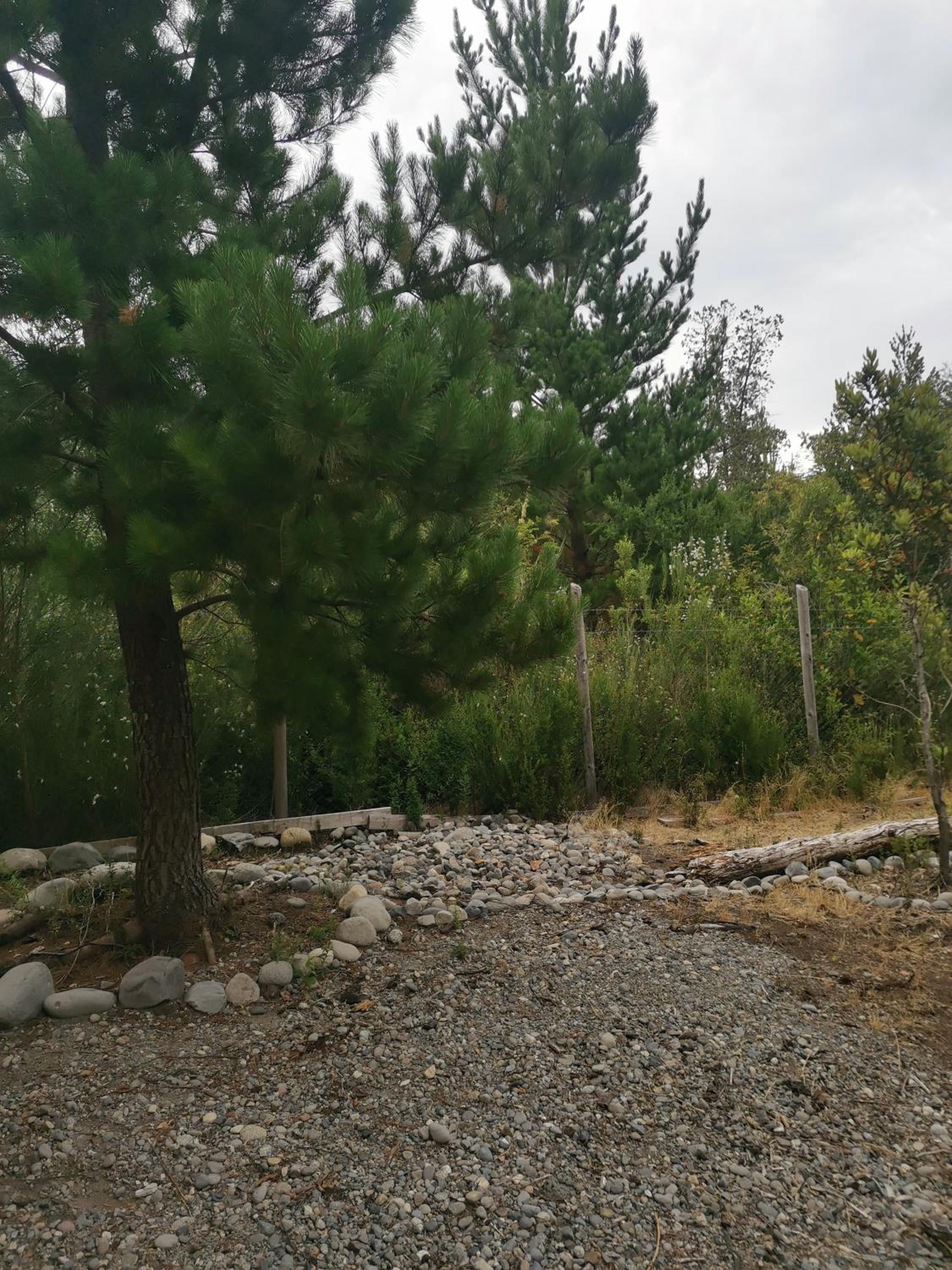 Lagos y Bosques