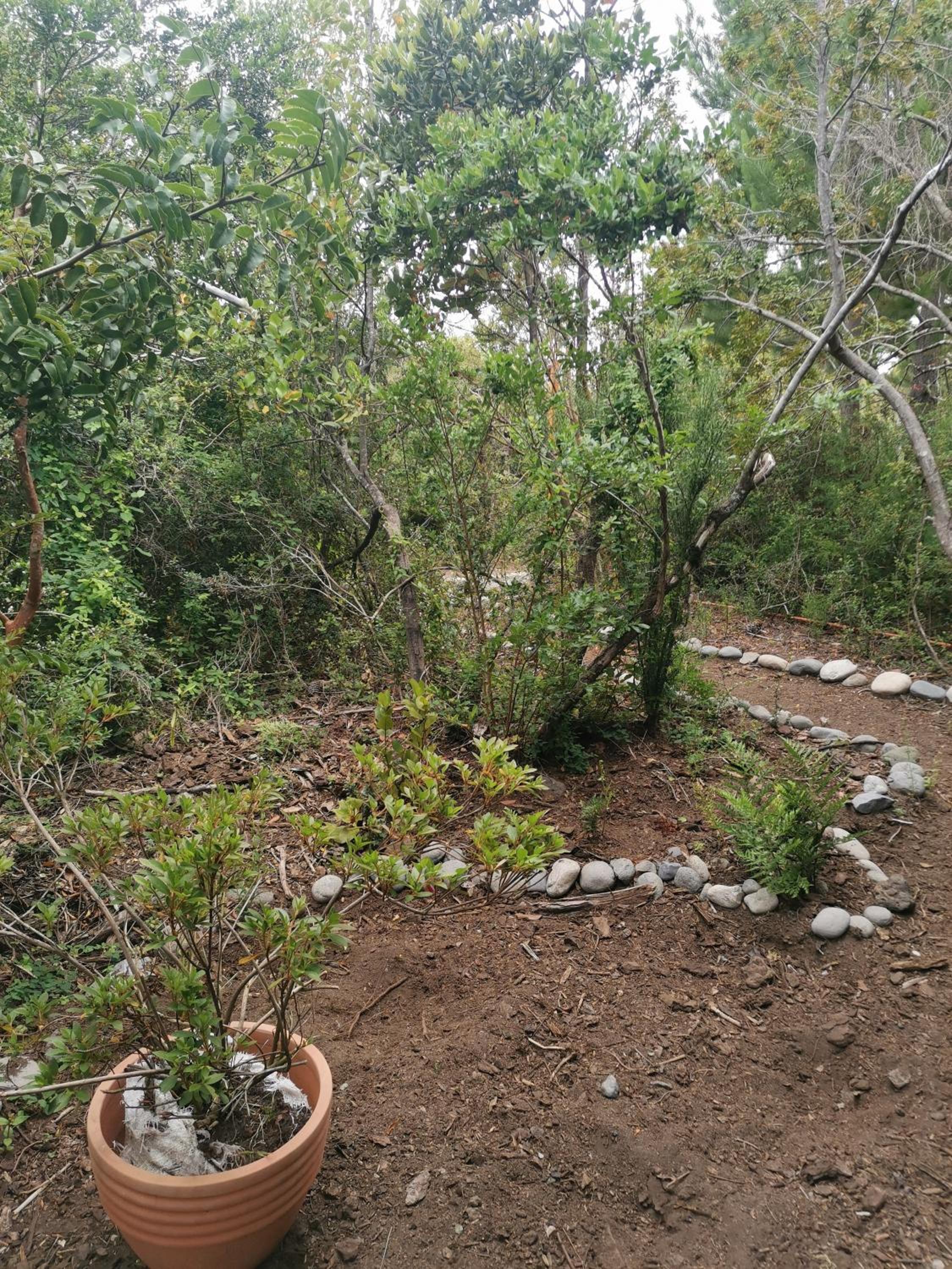 Lagos y Bosques