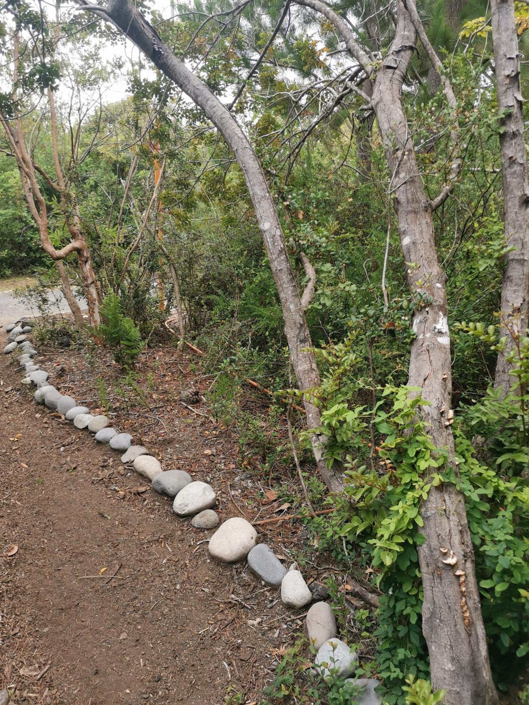 Lagos y Bosques