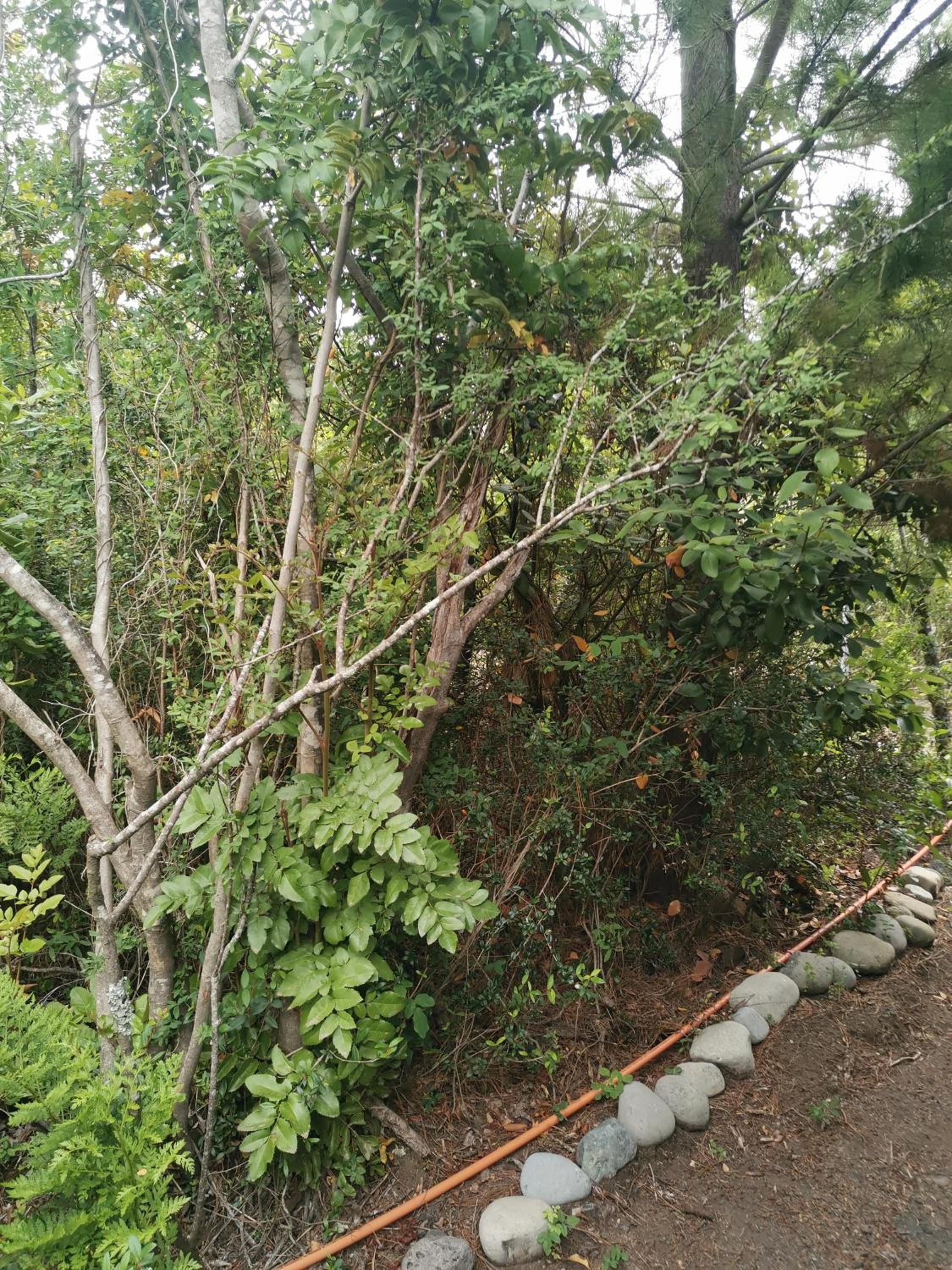 Lagos y Bosques