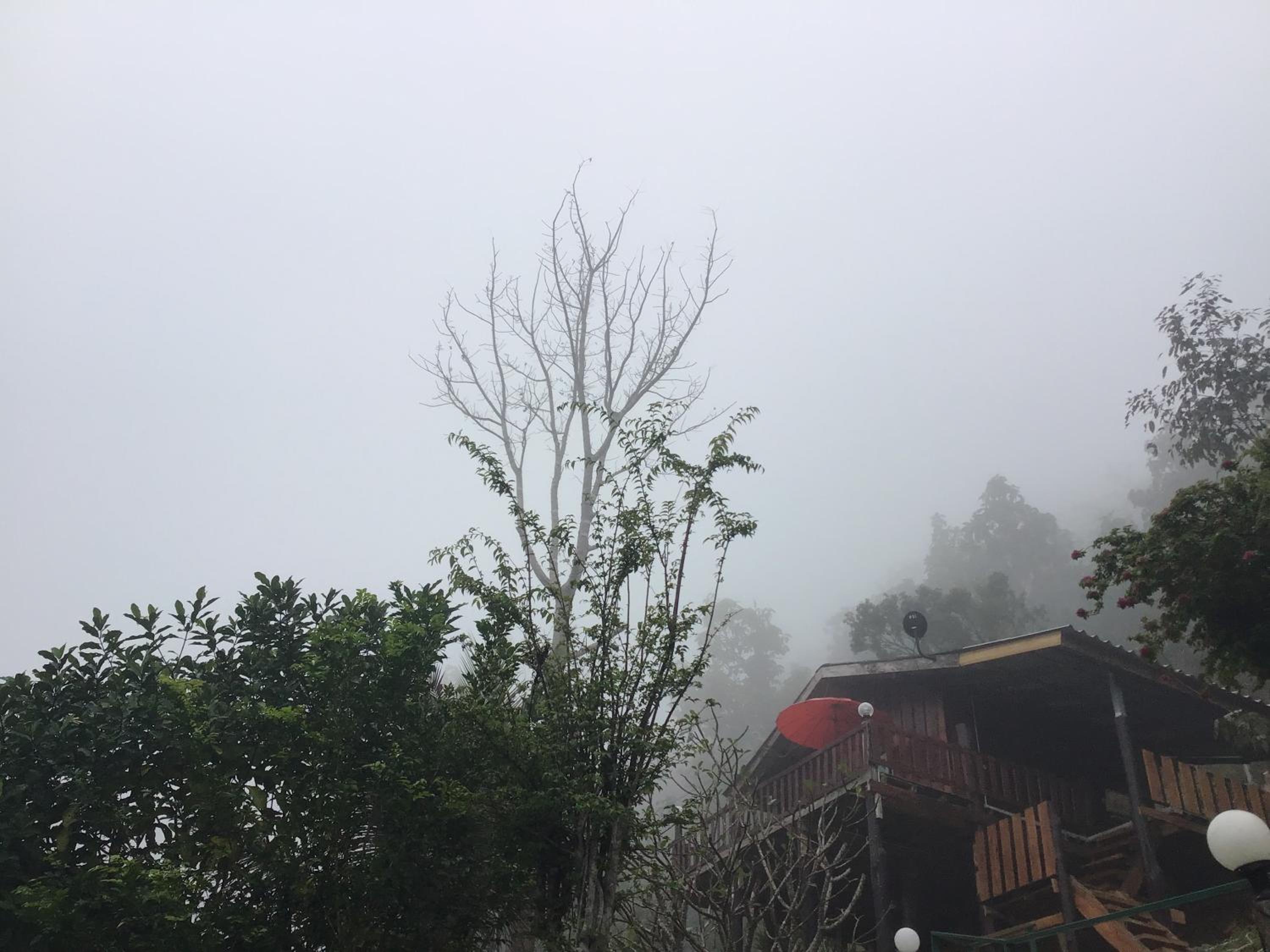 Forest Guesthouse
