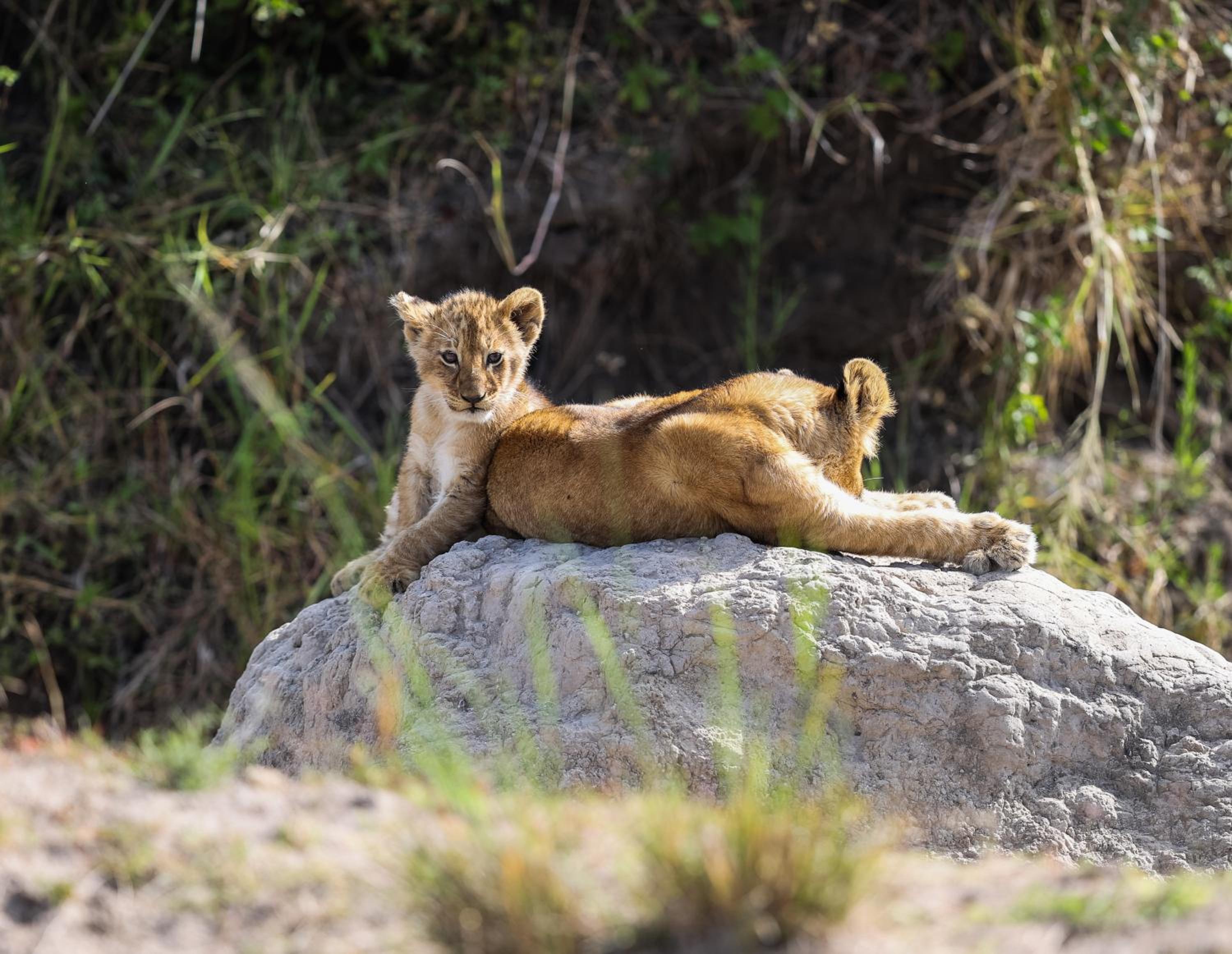 Masai Mara Vacations - Mara Elatia Camp - Property Image 4