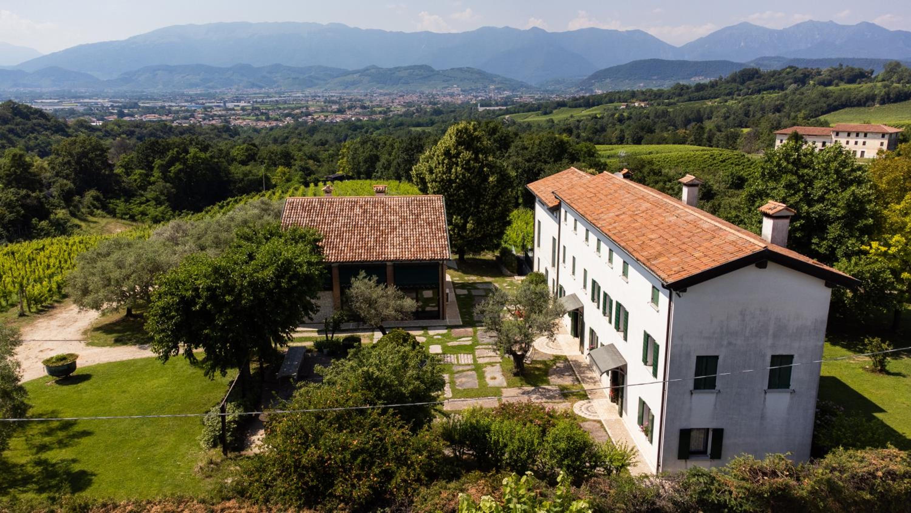 GATTO IN VIGNA view 2