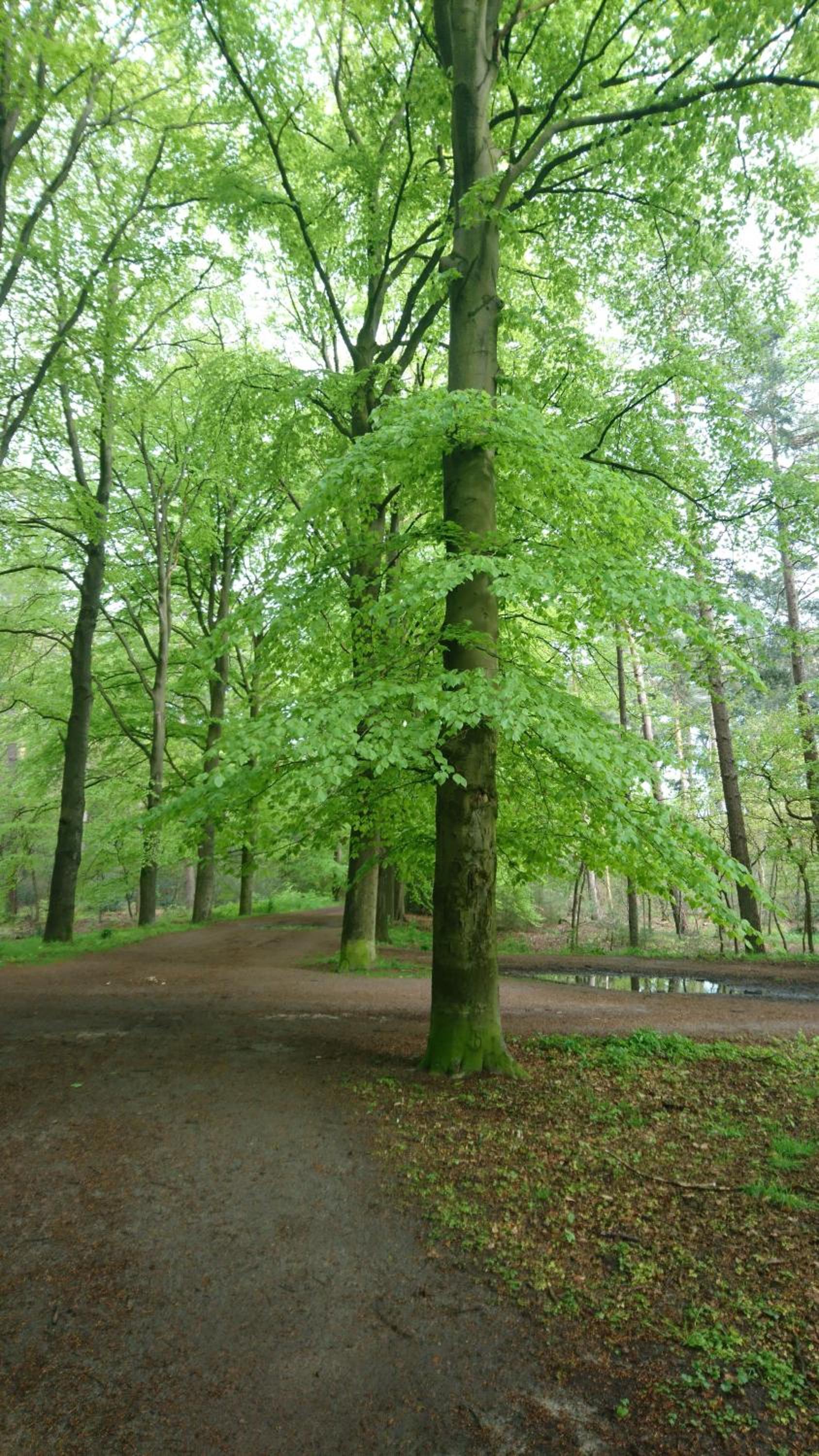 Overbosch - Property Image 4