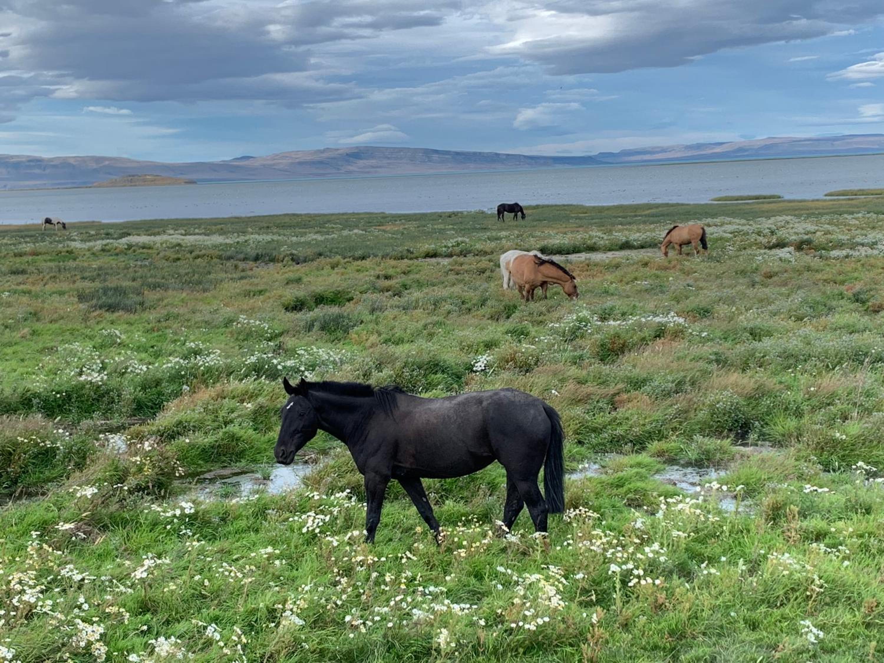 Apart Azul Calafate