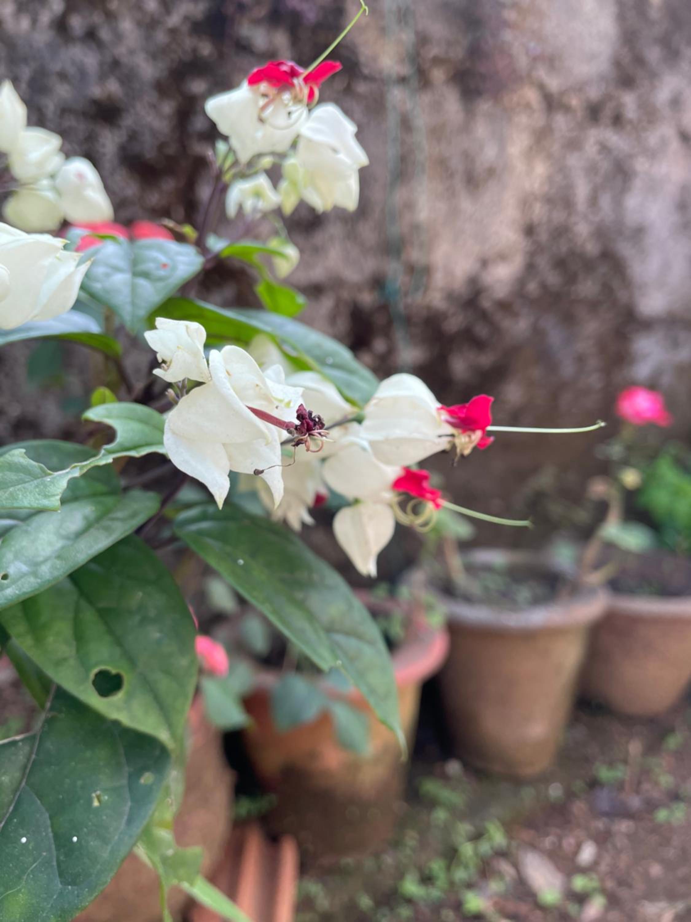 Sandev Homestay view 5