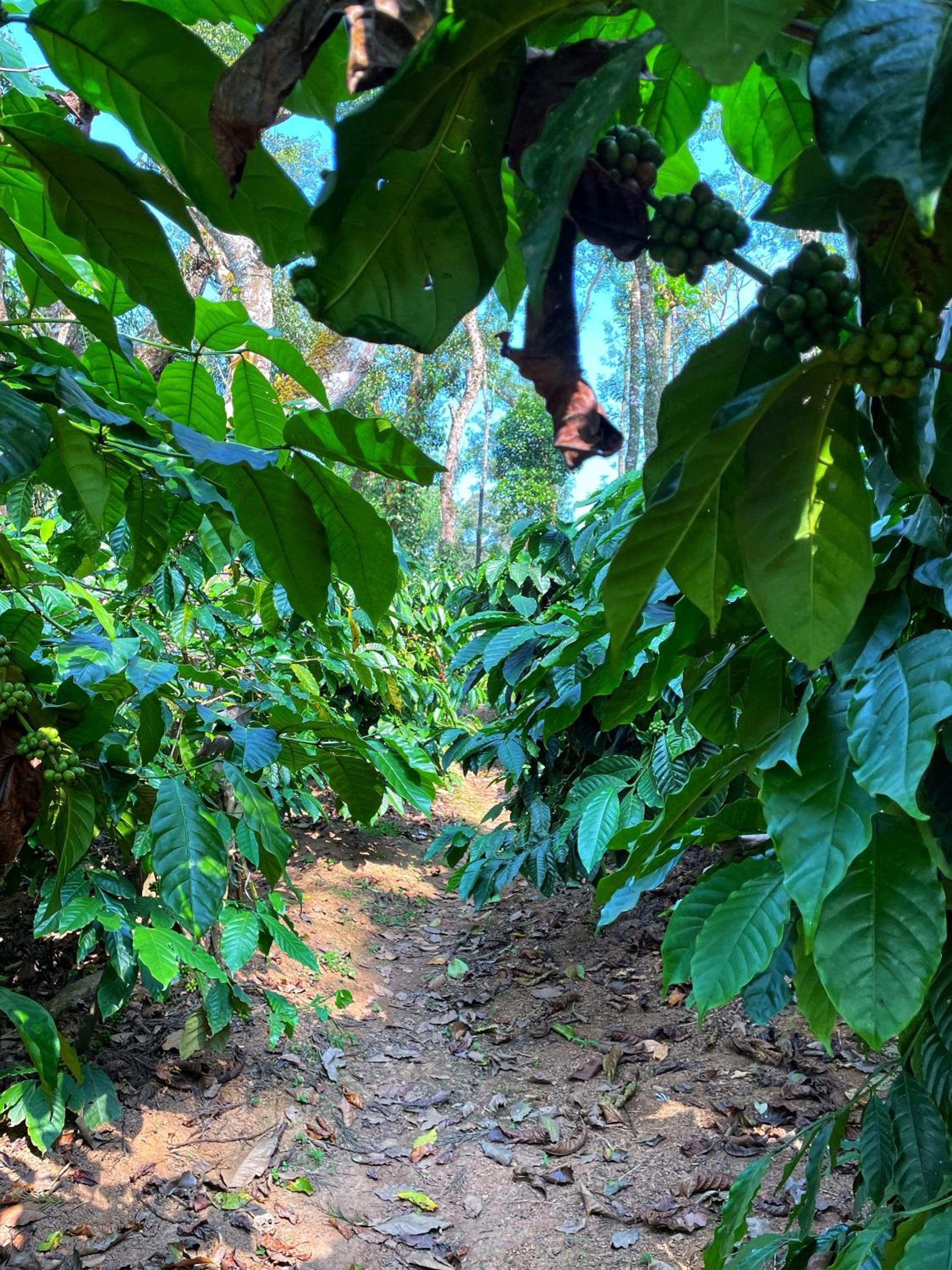 Sandev Homestay view 4