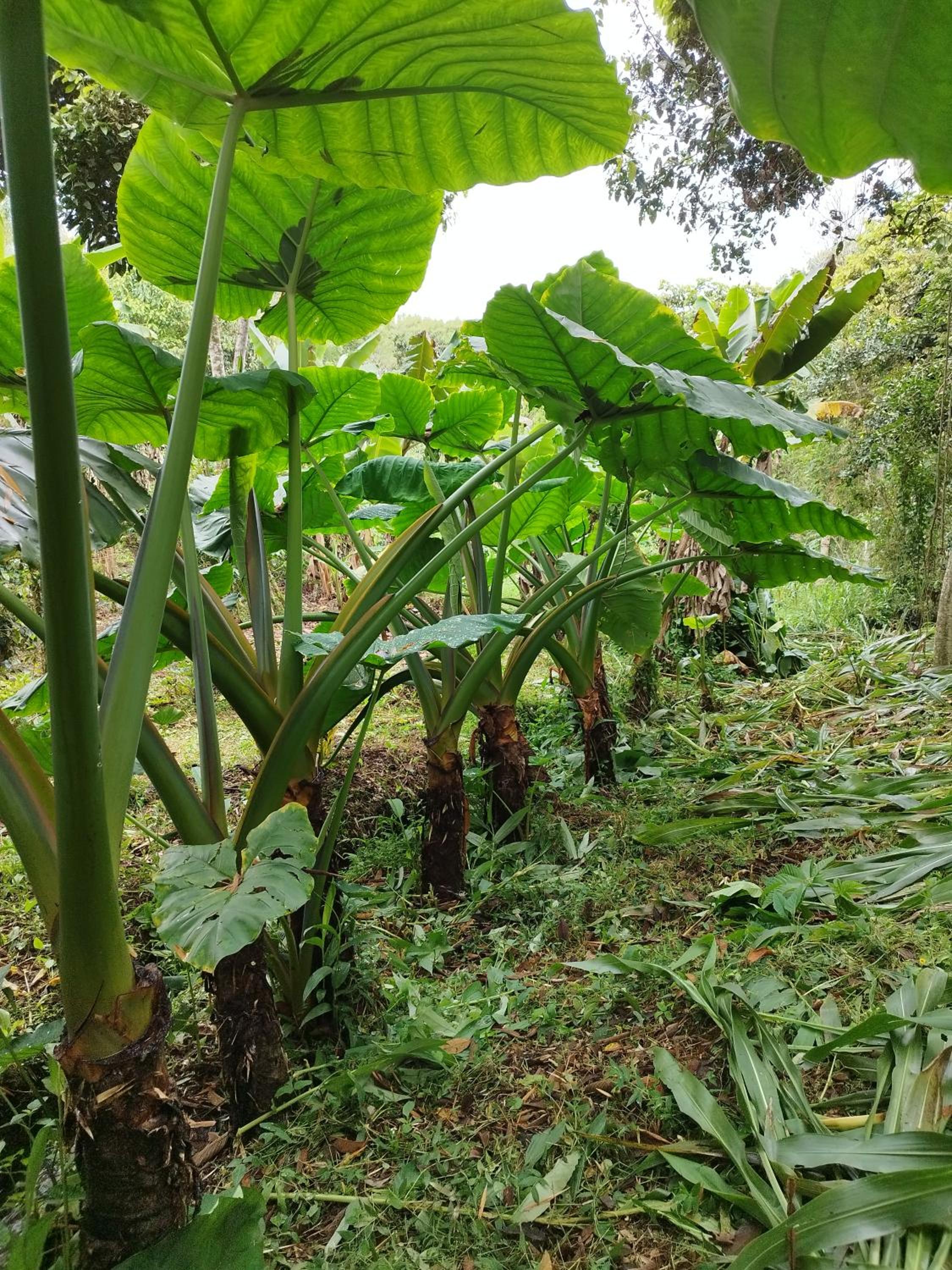 Casa Amarilla Pinar del Rio San Agustín H