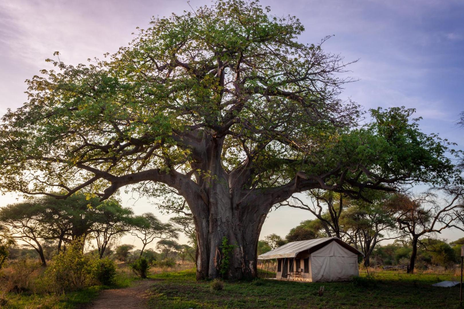 Baobab Tented Camp