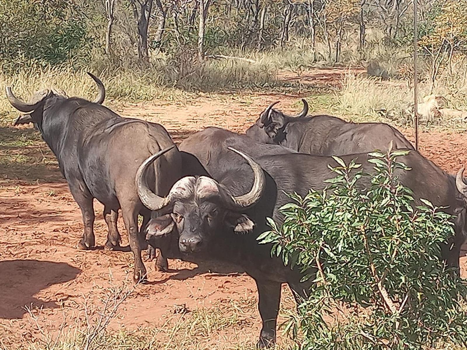 Moletani Game Ranch view 3