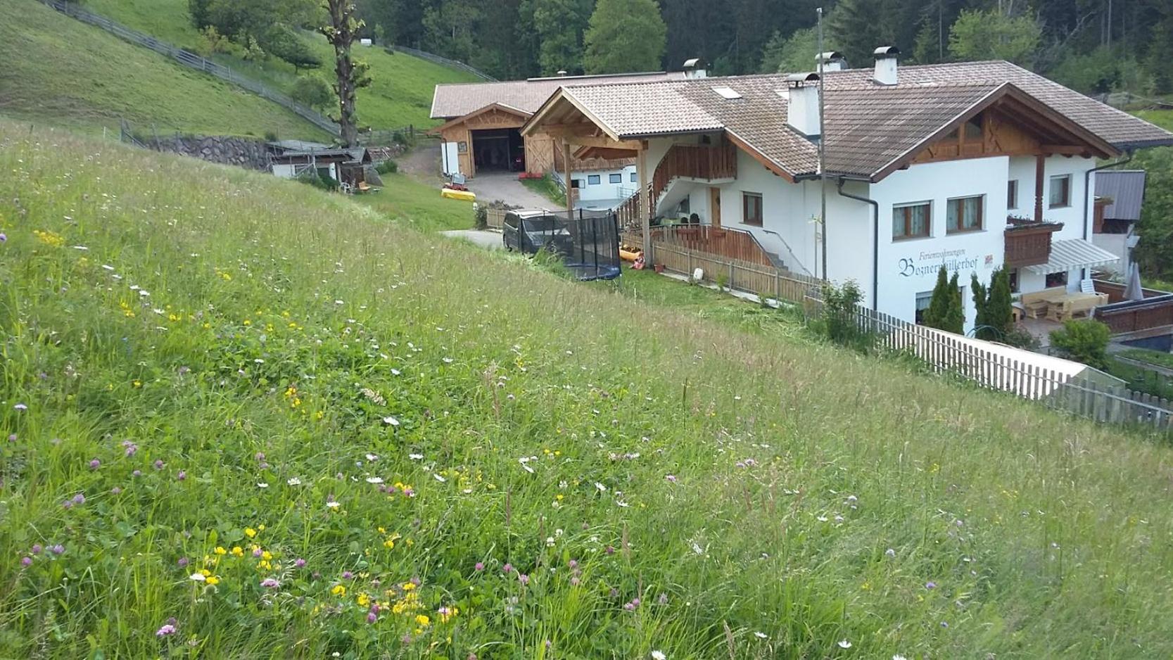 Boznermüllerhof - Sonnenblume view 2
