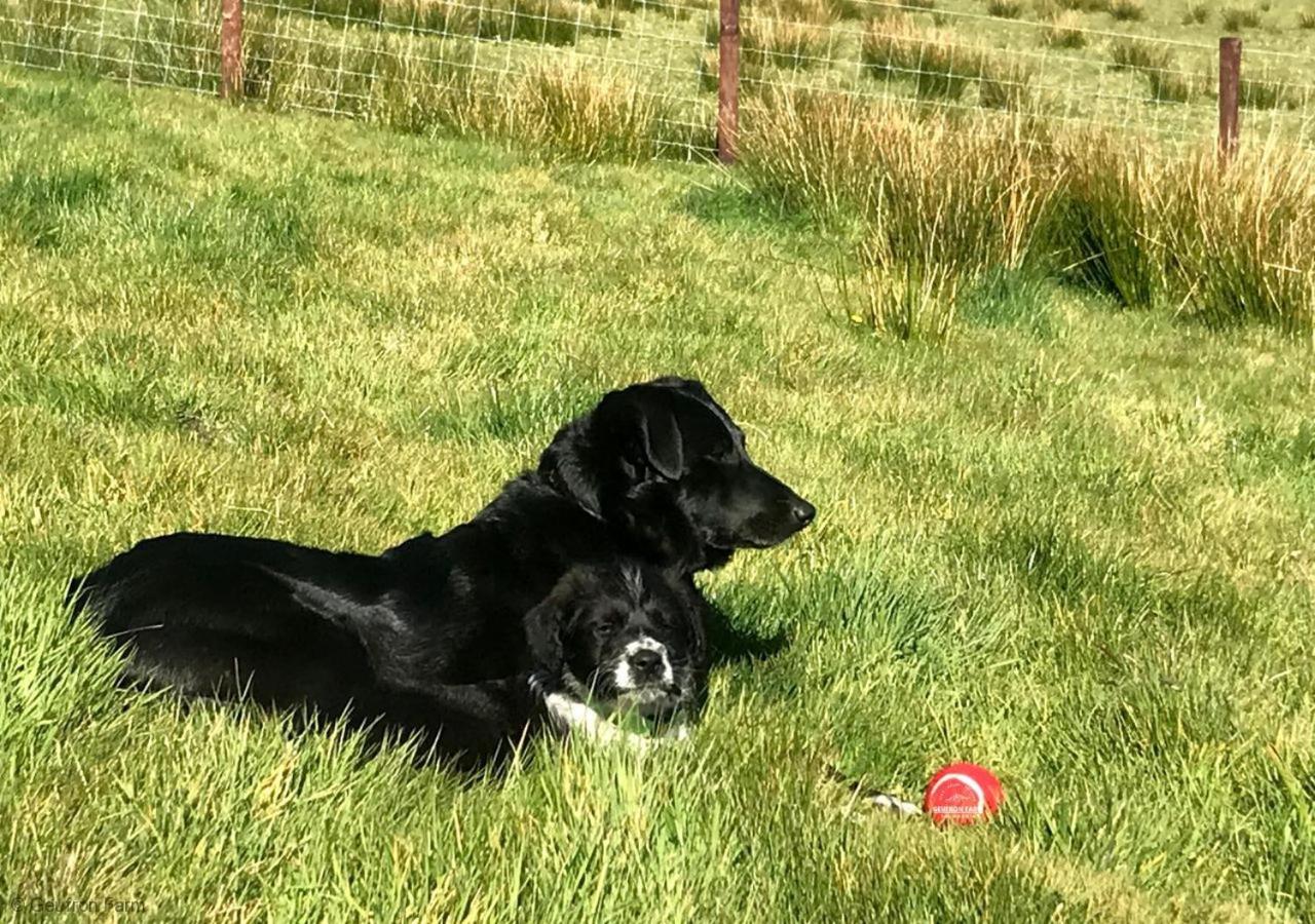 Cozy Log Burner Cottage & On-Site Dog Field view 2