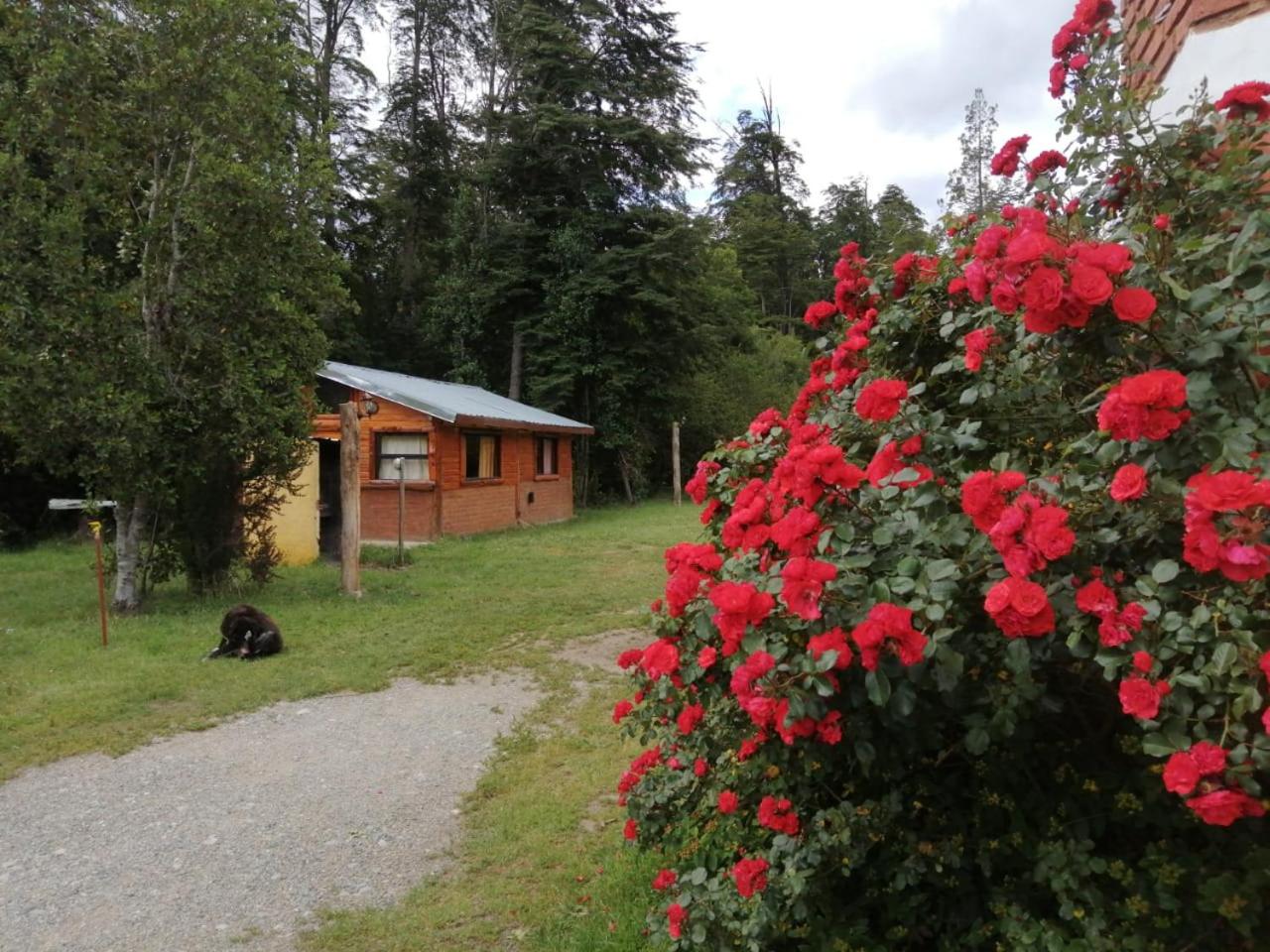 Bosque Nativo