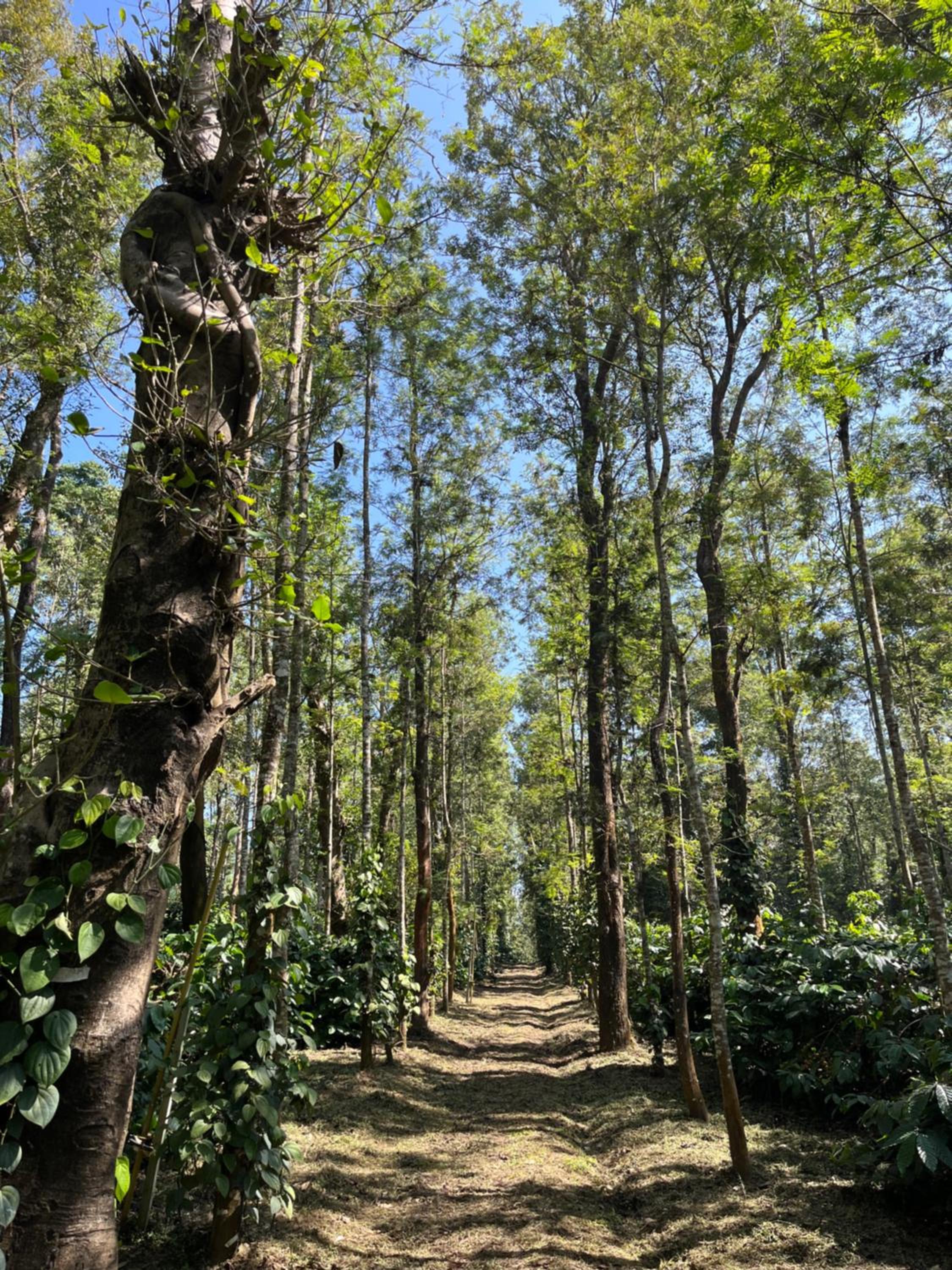 Robin Woods Homestay view 4