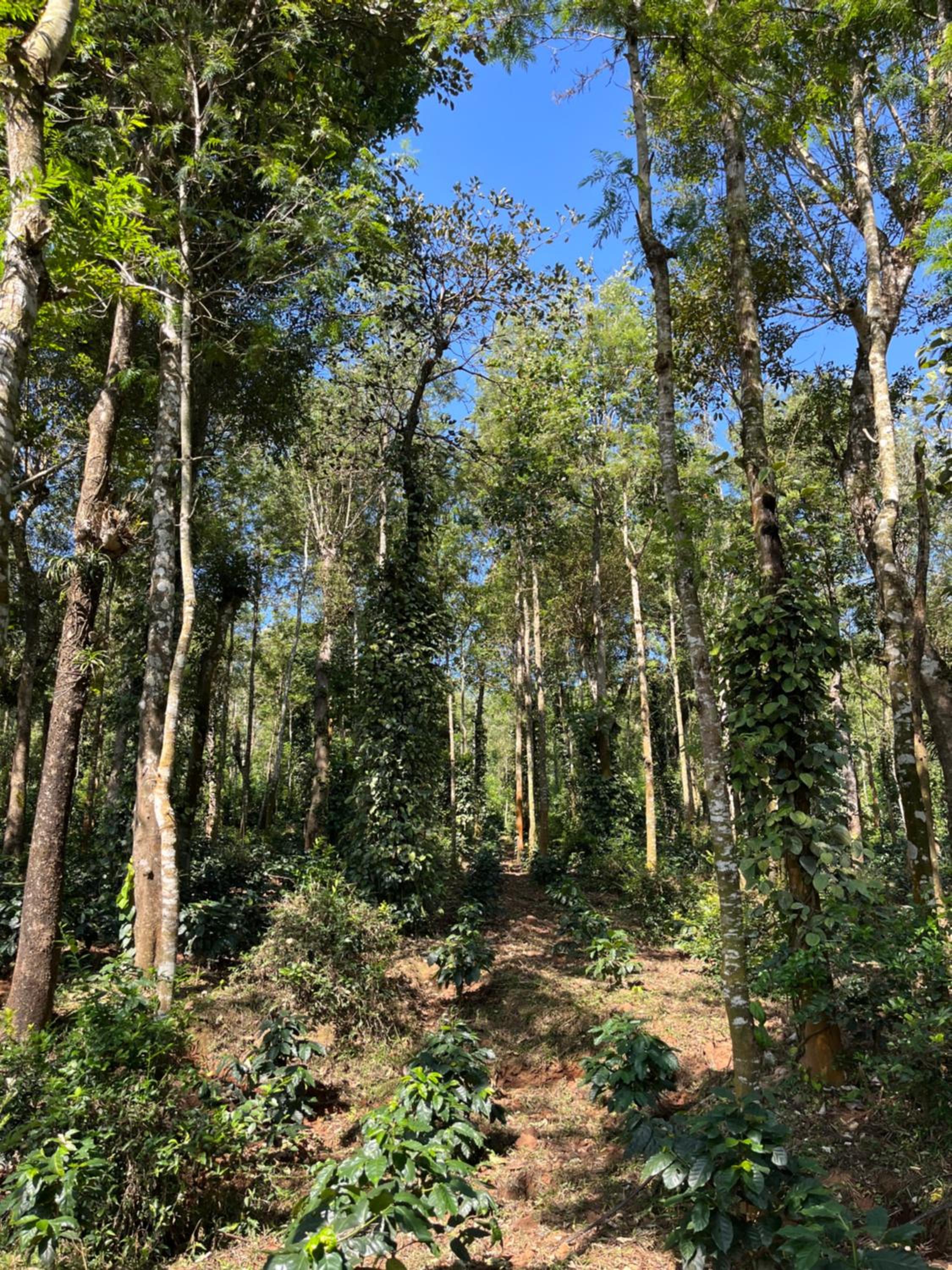 Robin Woods Homestay view 2