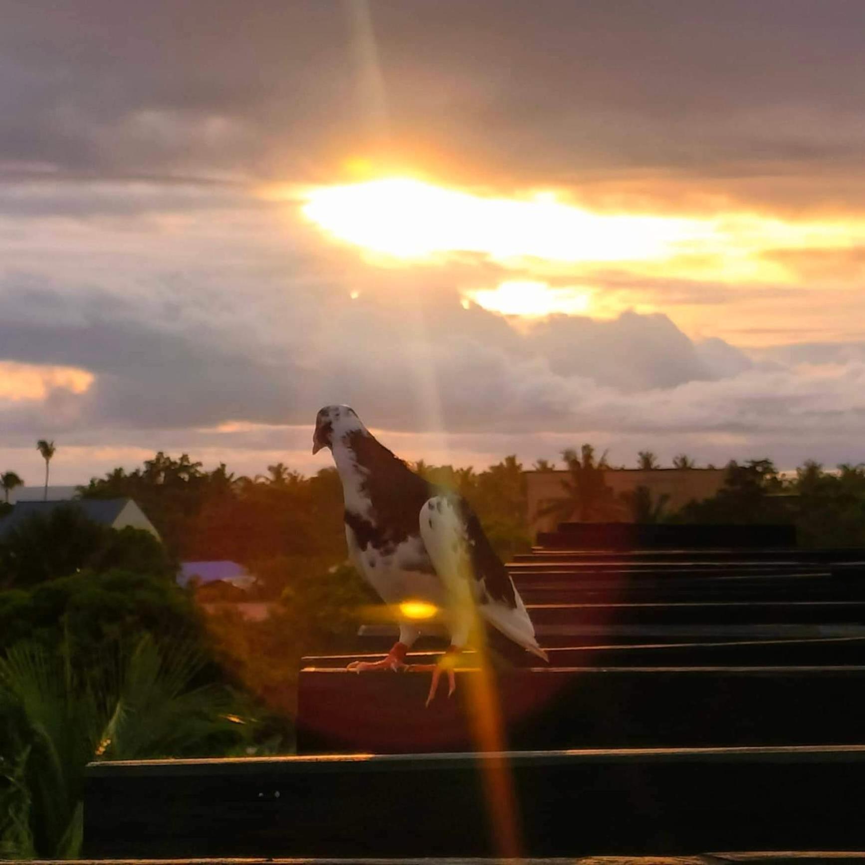 Endless Summer Hotel Baler