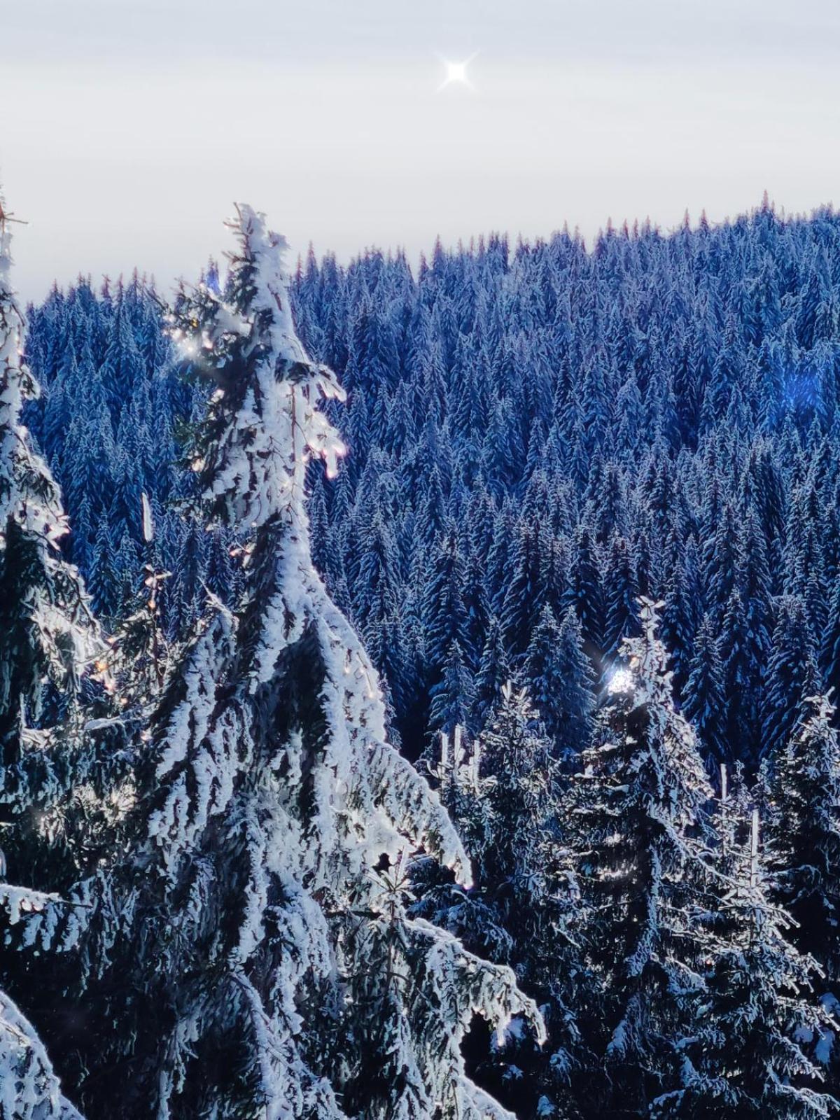 Nest studio Milmari Kopaonik view 3
