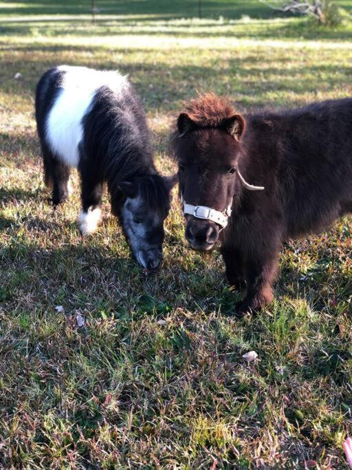 Family Acreage -Miniature Horses -Heated Pool w Slide