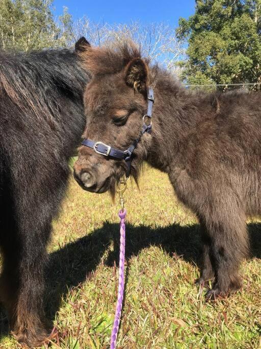 Family Acreage -Miniature Horses -Heated Pool w Slide