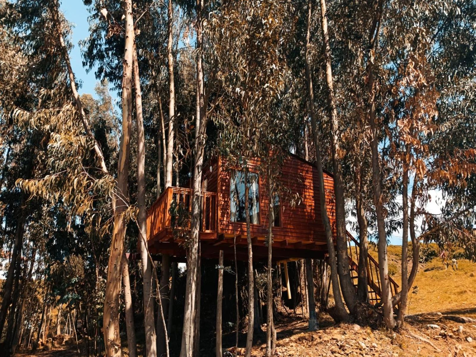 Casa en el Árbol Guatavita