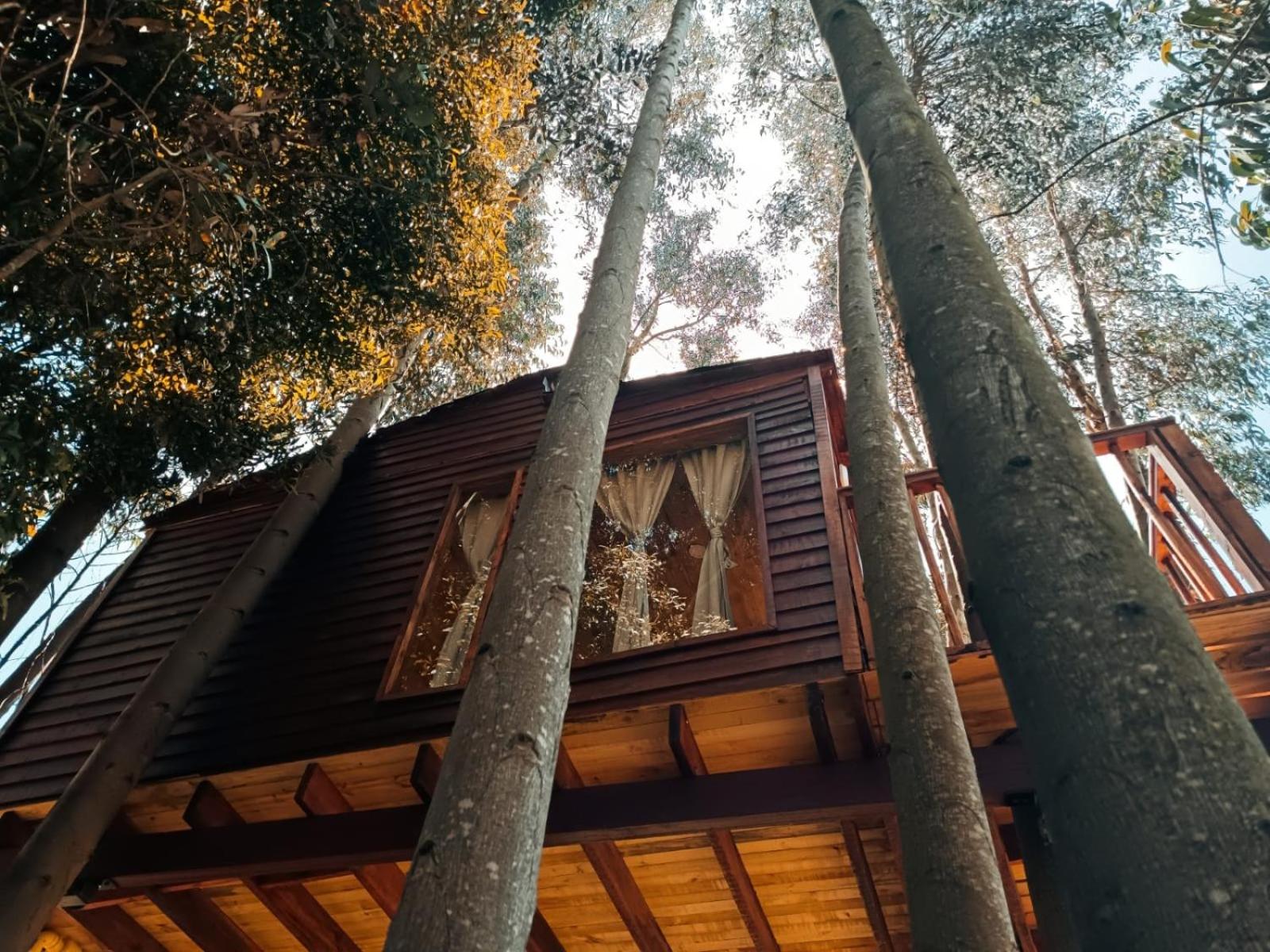 Casa en el Árbol Guatavita