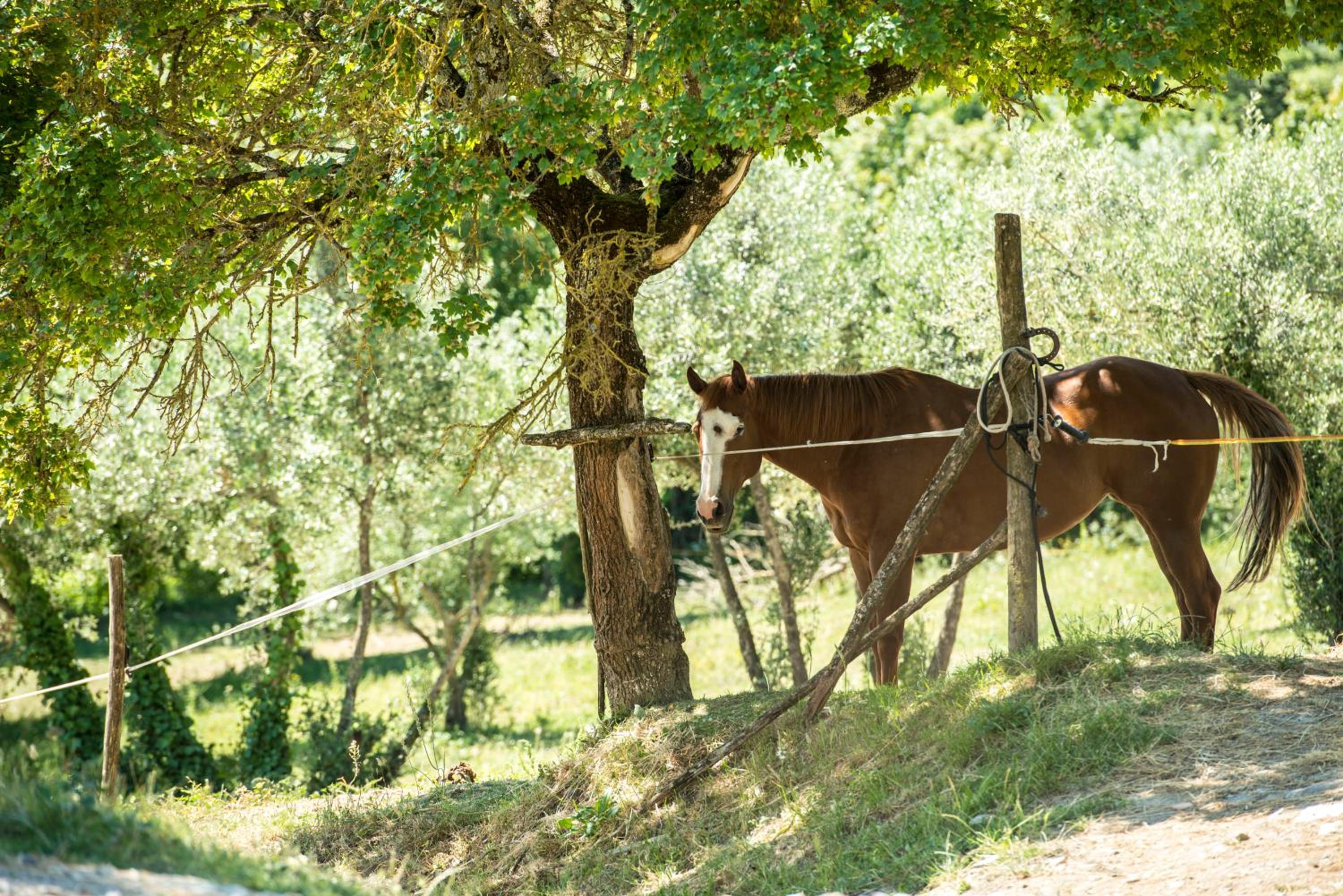 Florence Winery AgriResort - Fattoria Lavacchio