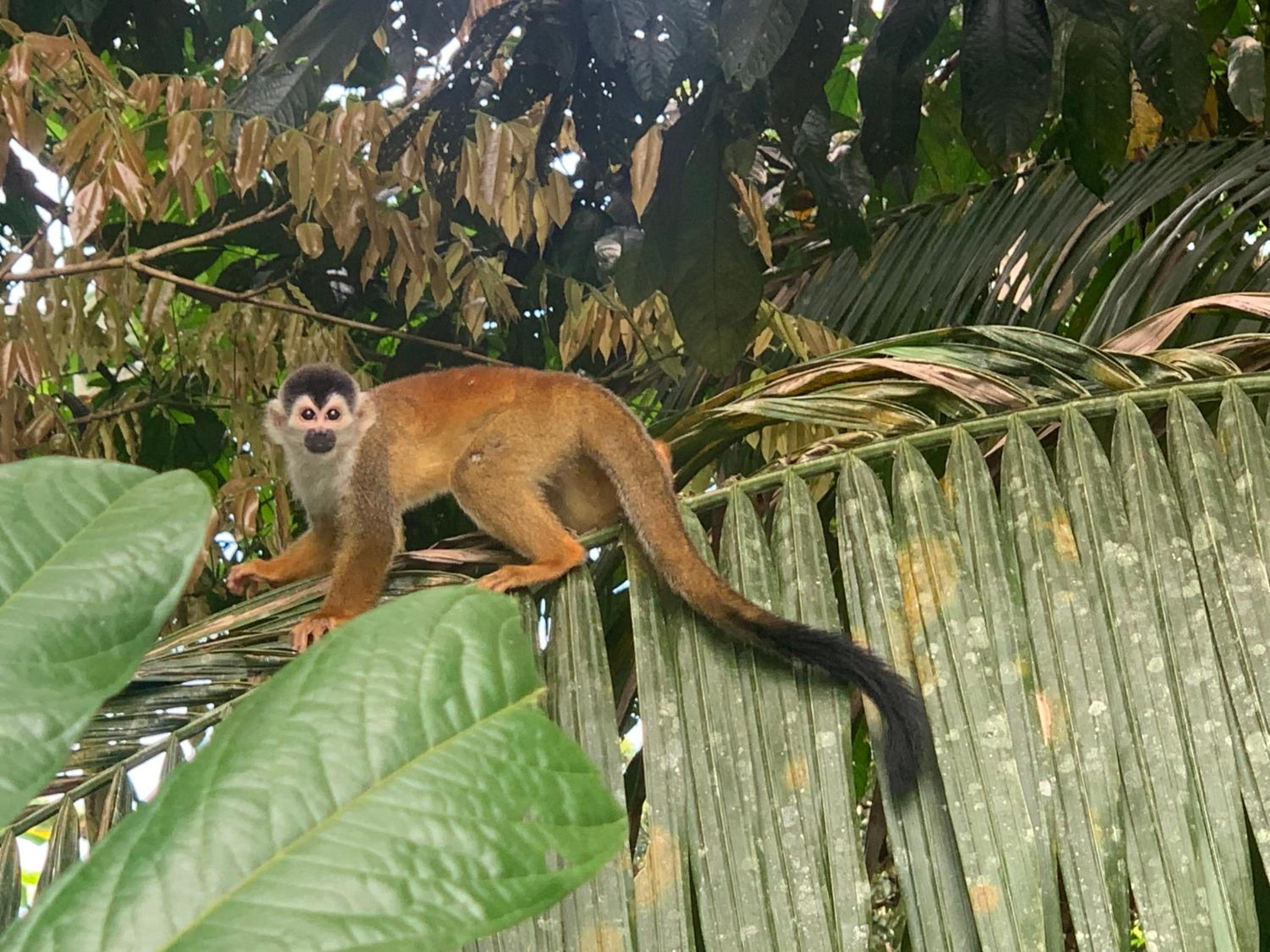 Osa Corcovado Lodge