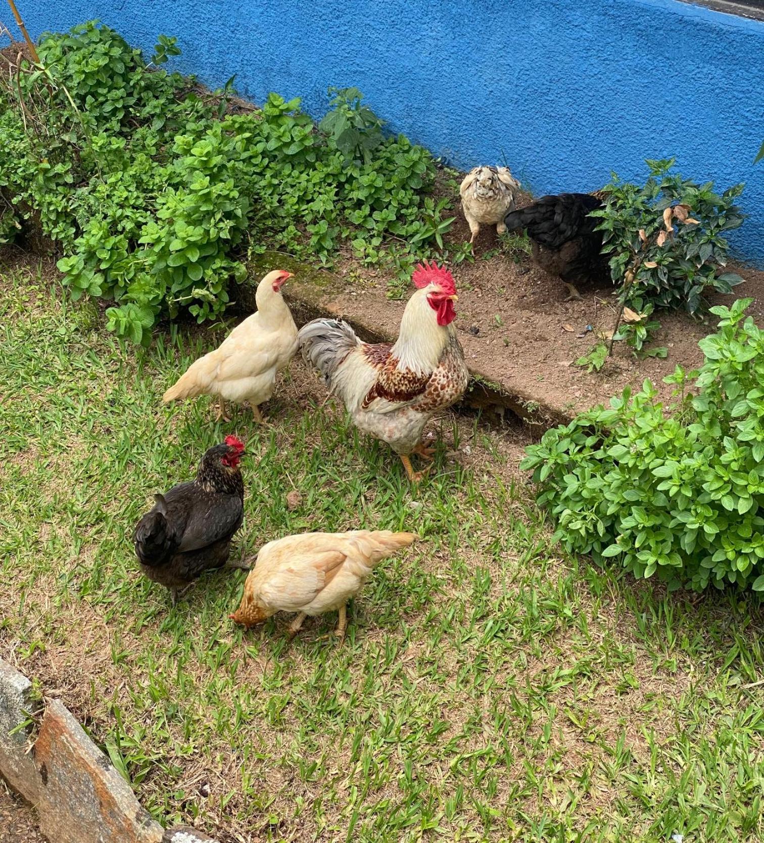 Hotel Fazenda Bonanza
