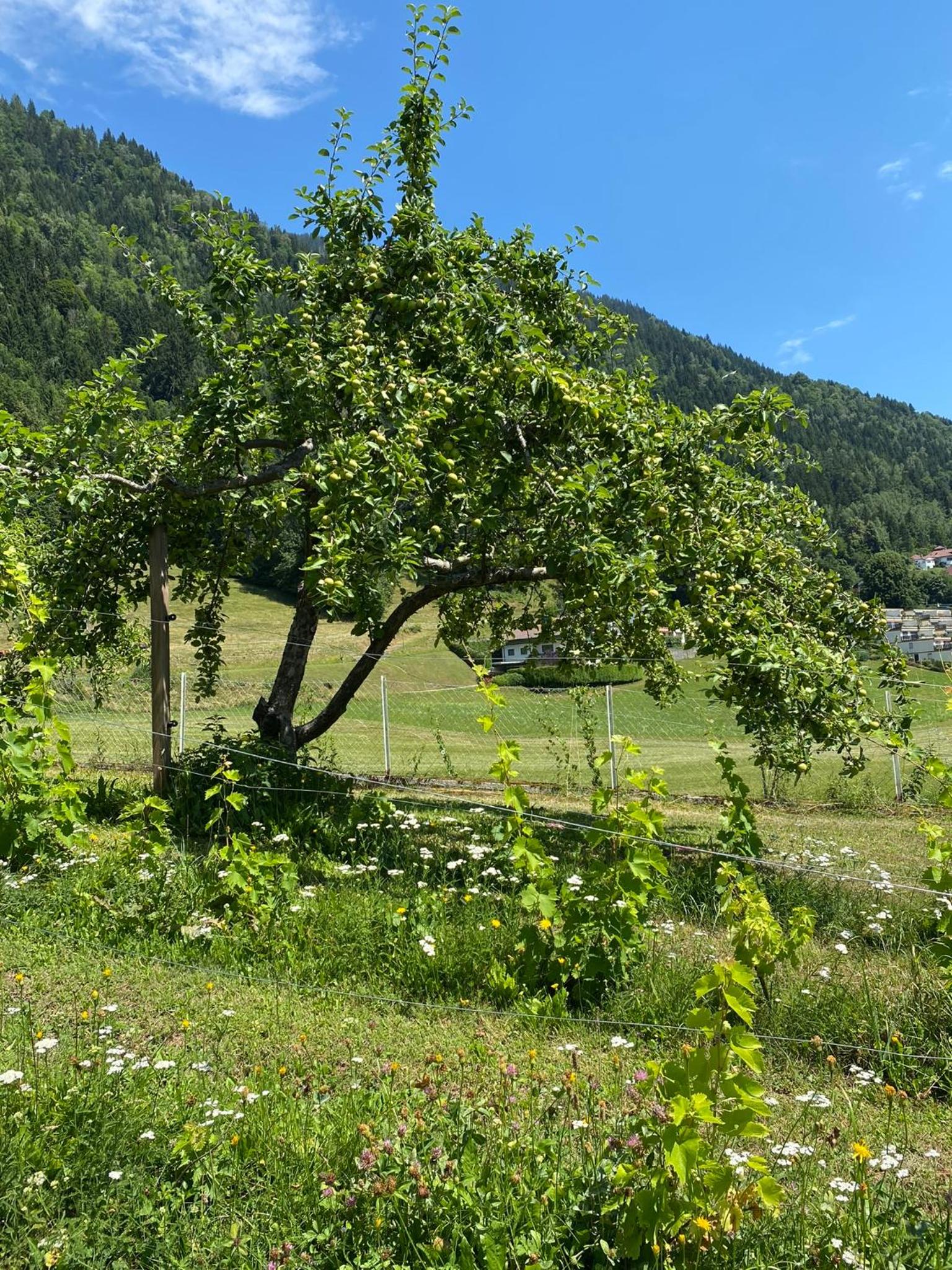 Photo 29