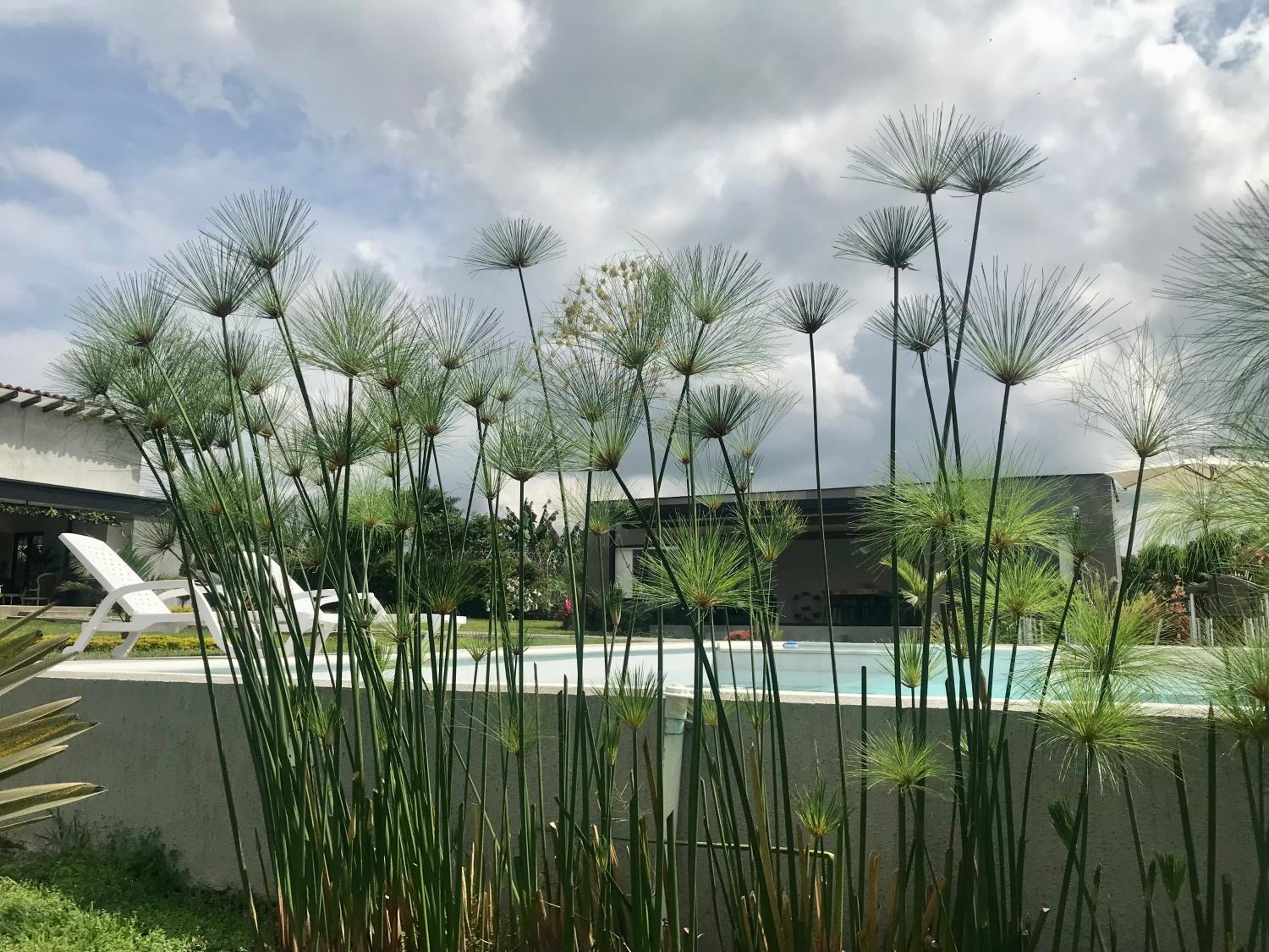 Torcaza Casa de Campo