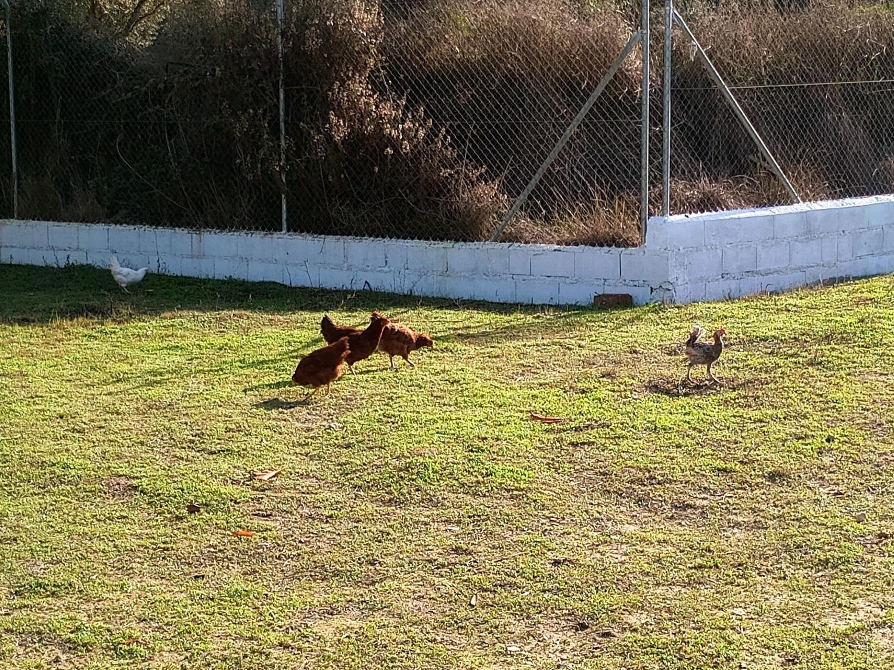 Casa de Campo Los Manueles Ideal Perros Pet Friendly