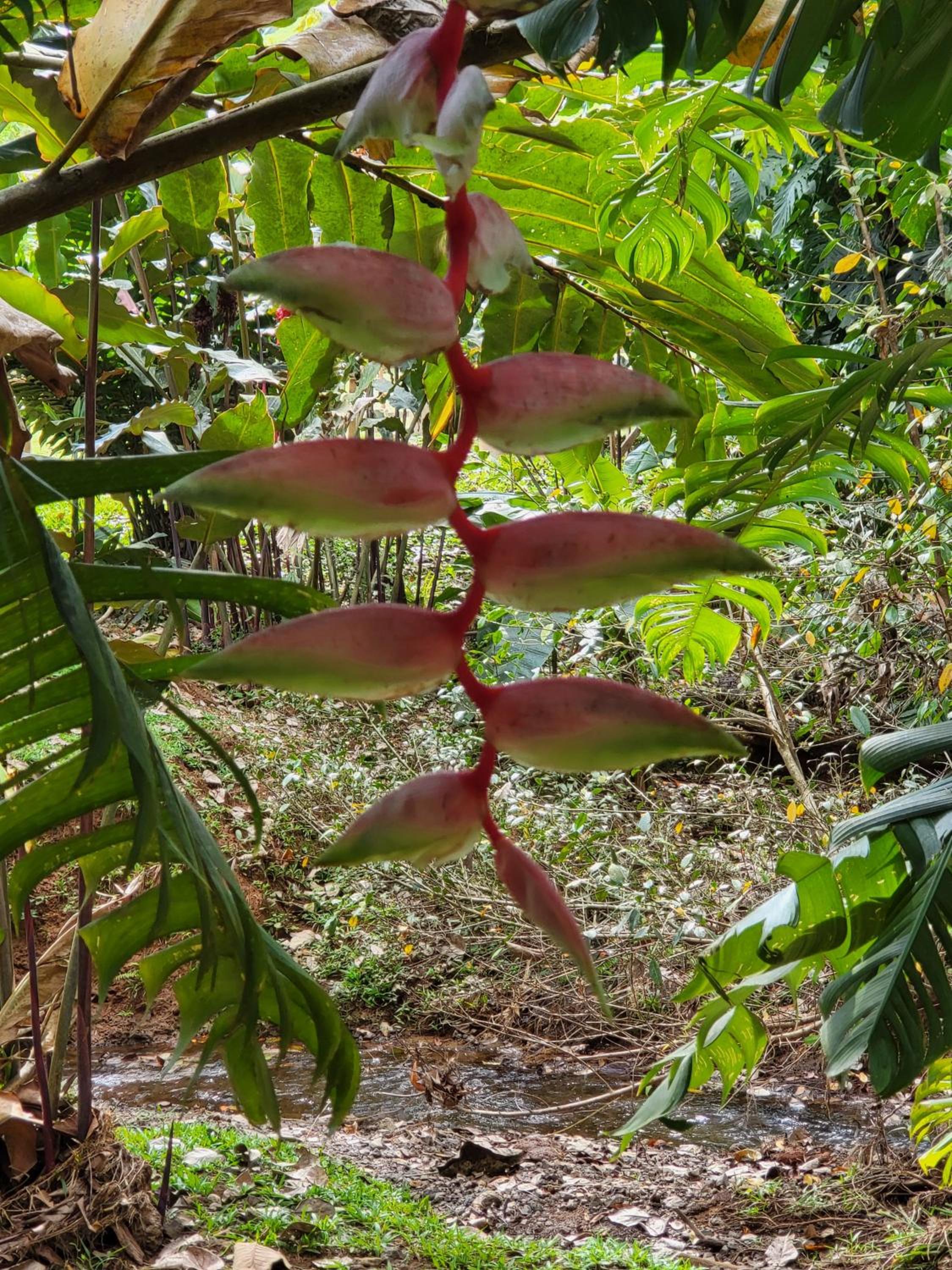 Jaco-Carara 3 bdrm surrounded by rainforest with private pool
