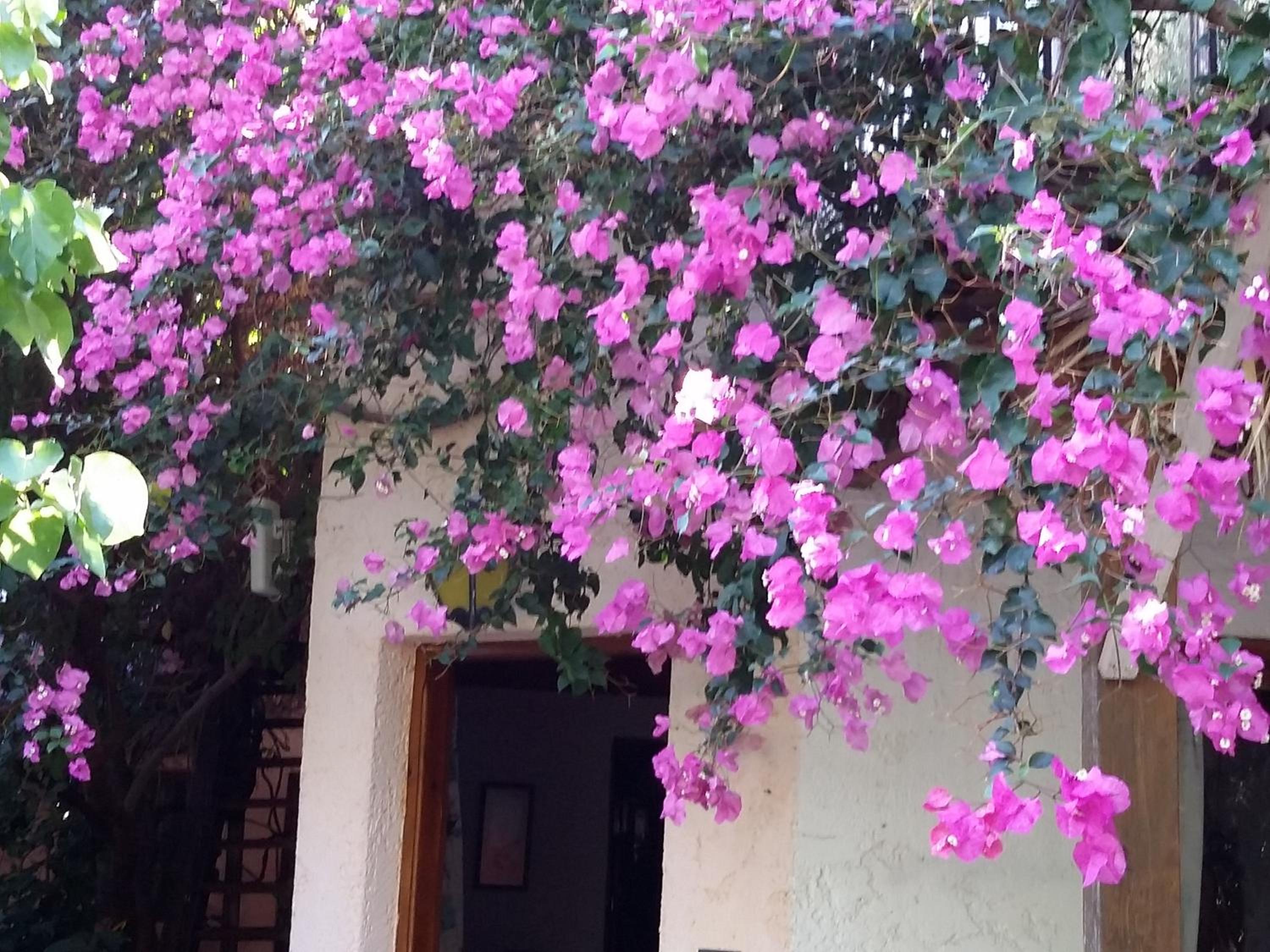 Stunning 2-Bedrooms private Cottage in Palaiochora