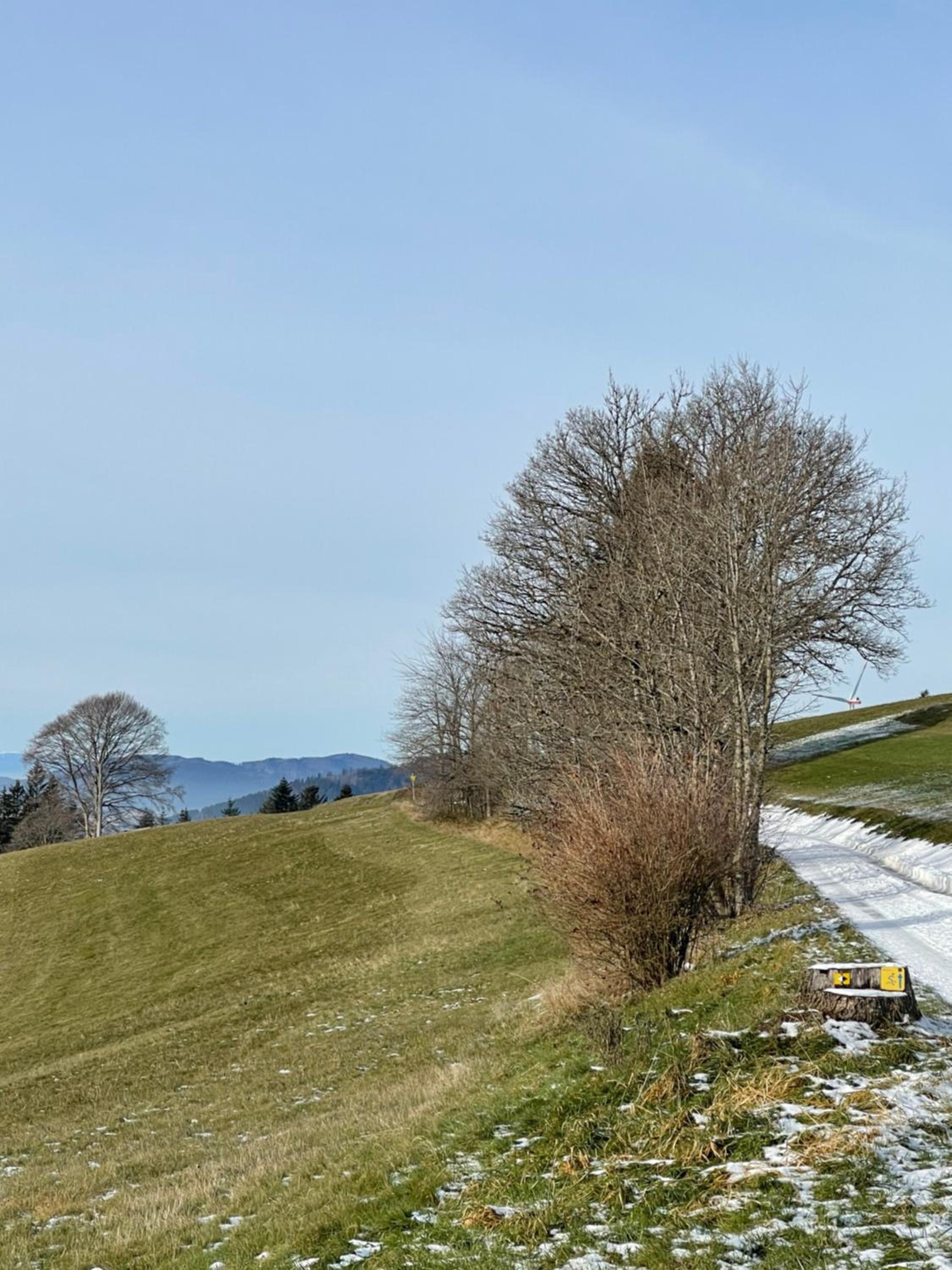Blackforest Homestay Apartments